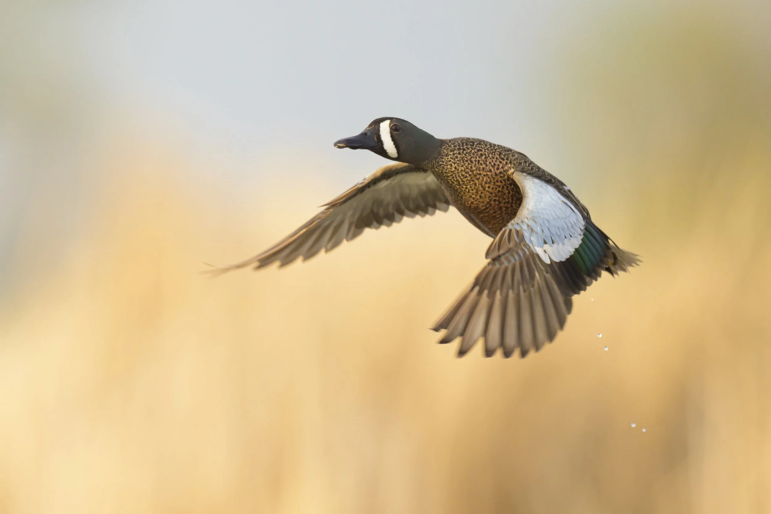 Blue winged teal - North Dakota-0271.jpg