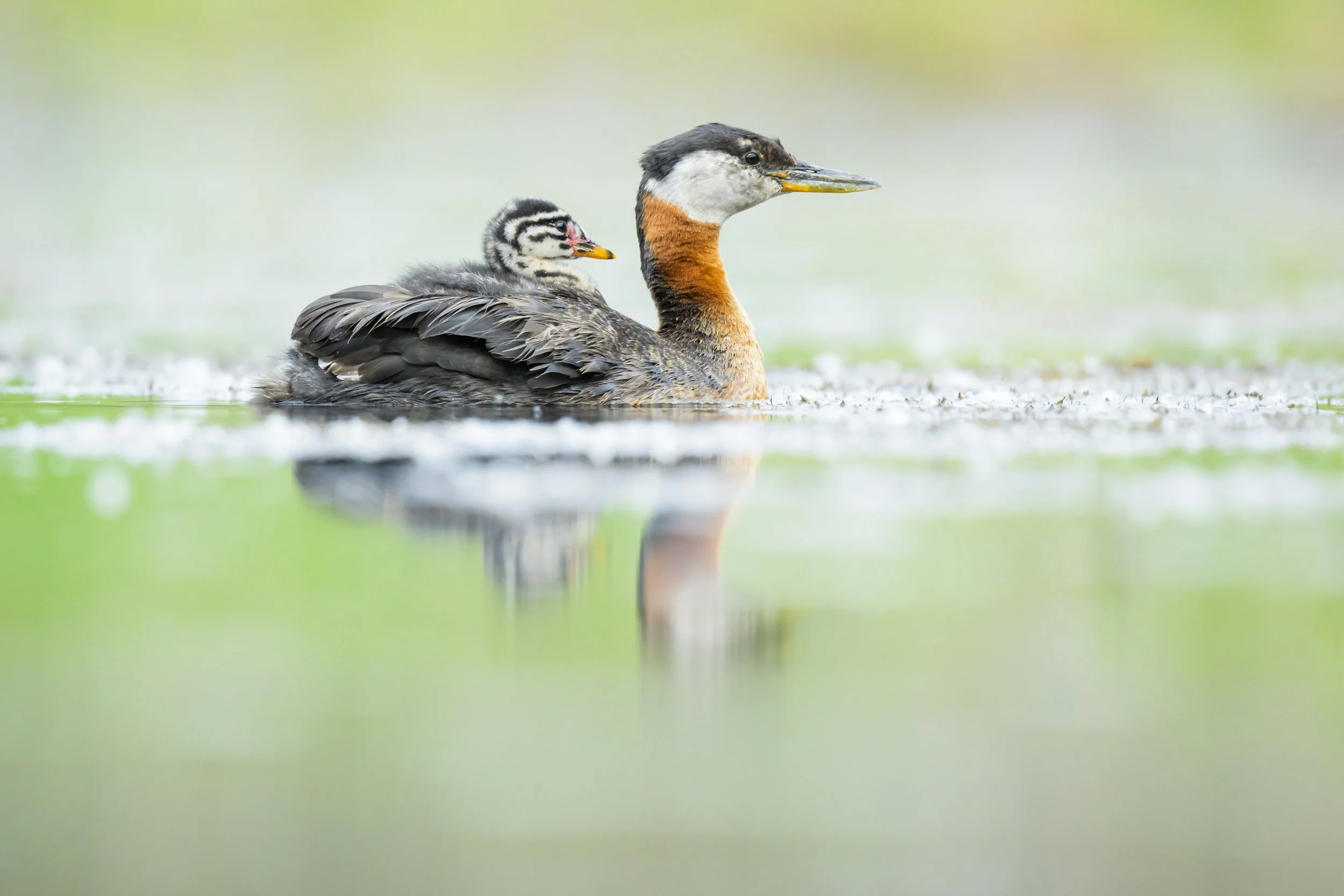 red-necked grebe-chick-Alaska-0685.jpg