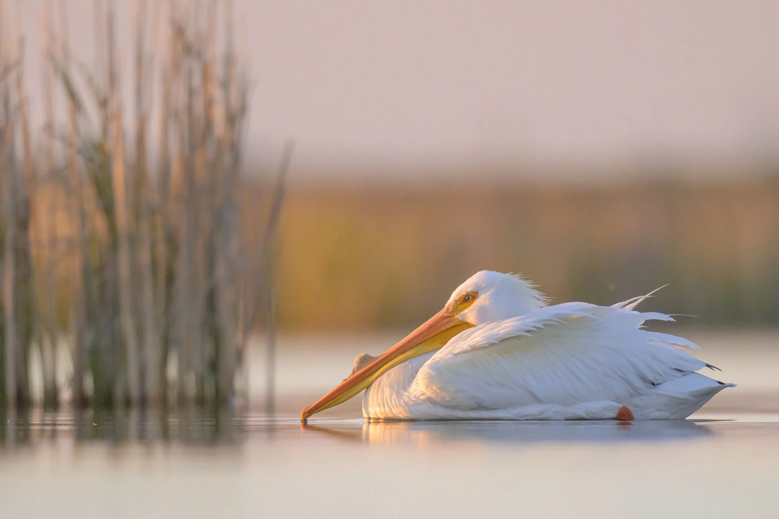 American white pelican - Prairie Potholes-8456.jpg