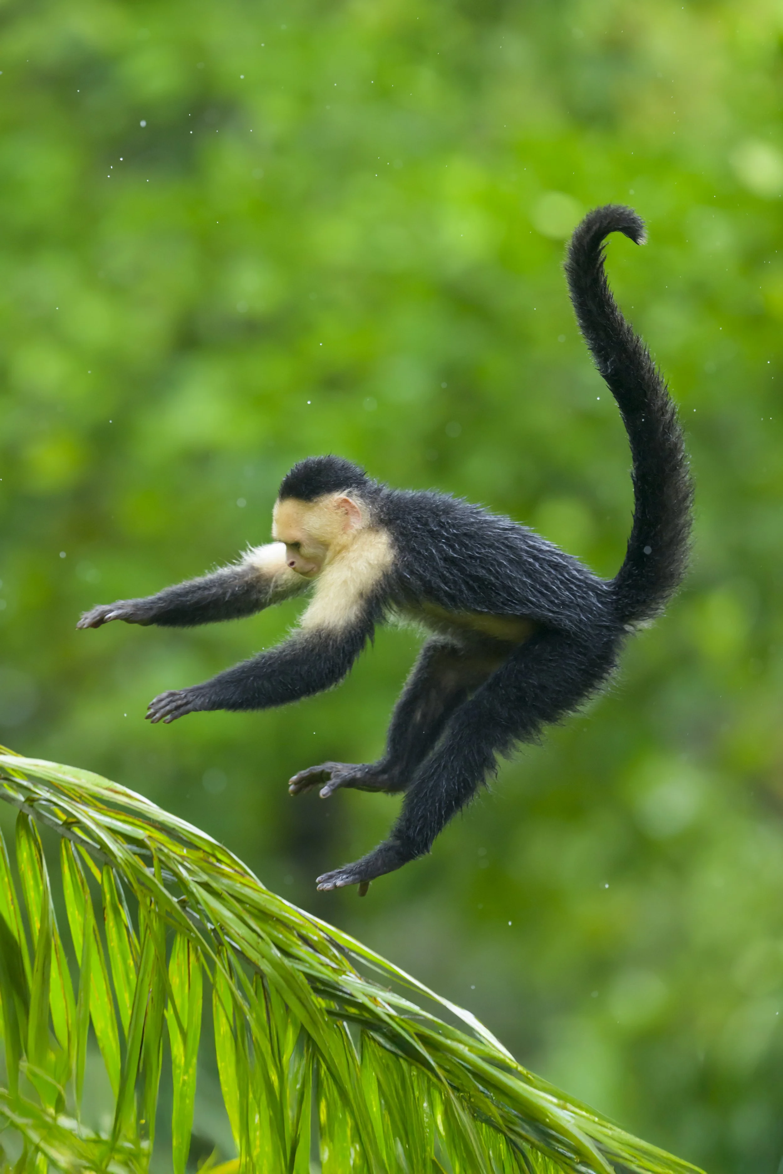Panamanian white-faced capuchin - Panama -0148.jpg