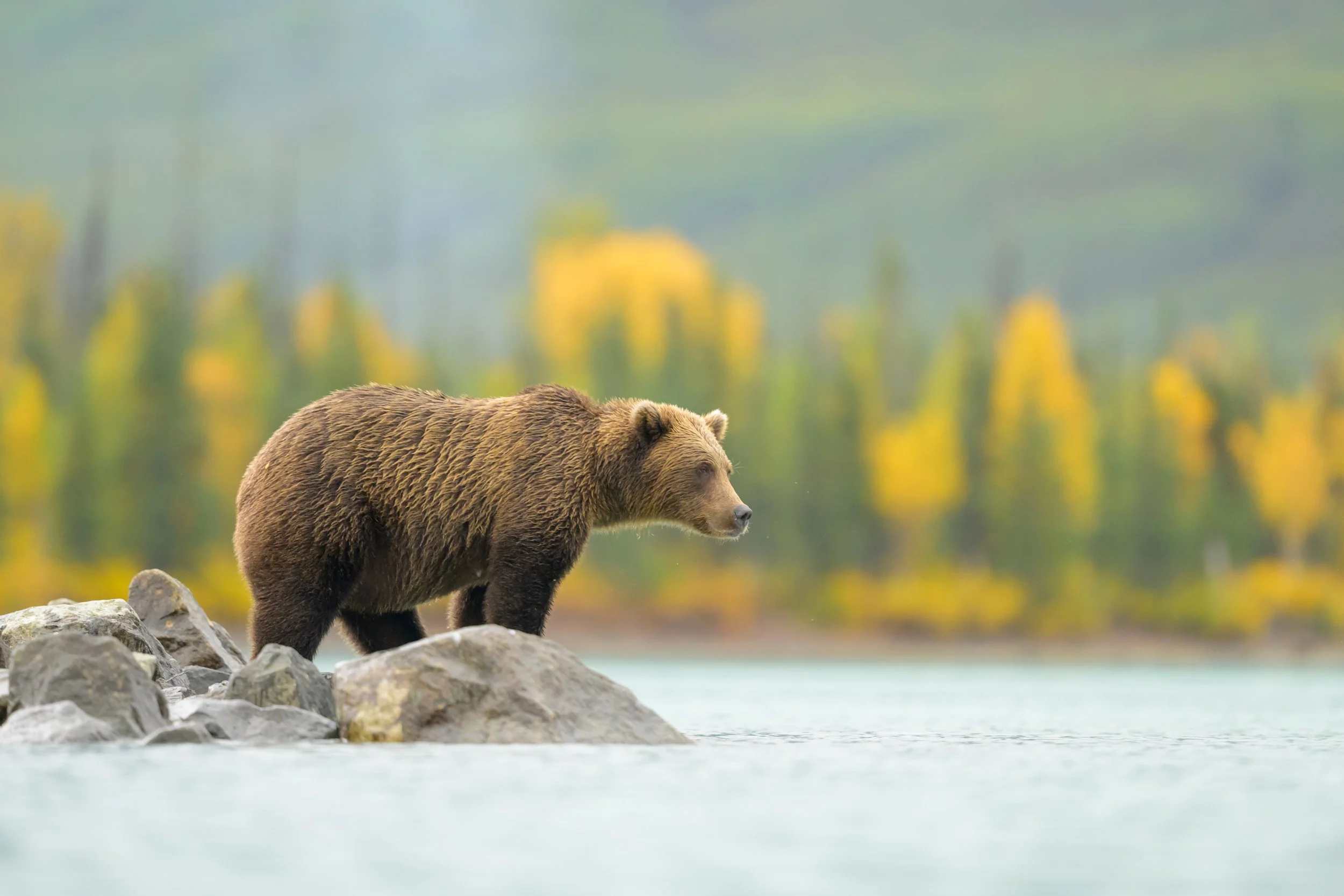 Brown-Bears---Alaska---Fall-6446.jpg