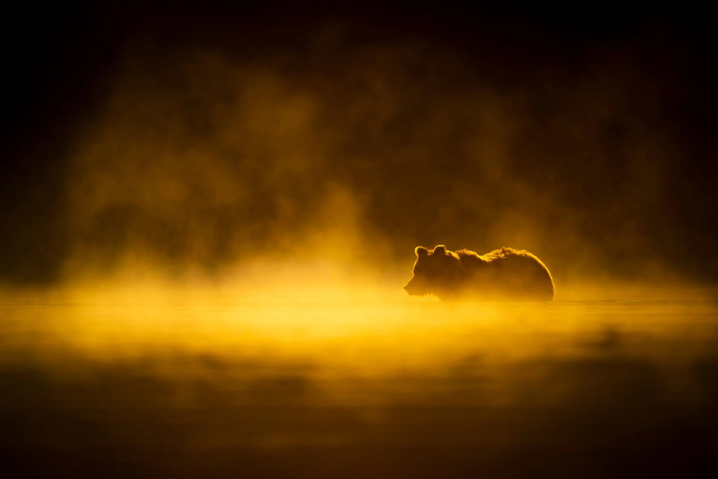 brown-bear-alaska-silhouette-fog-sunrise-6.jpg