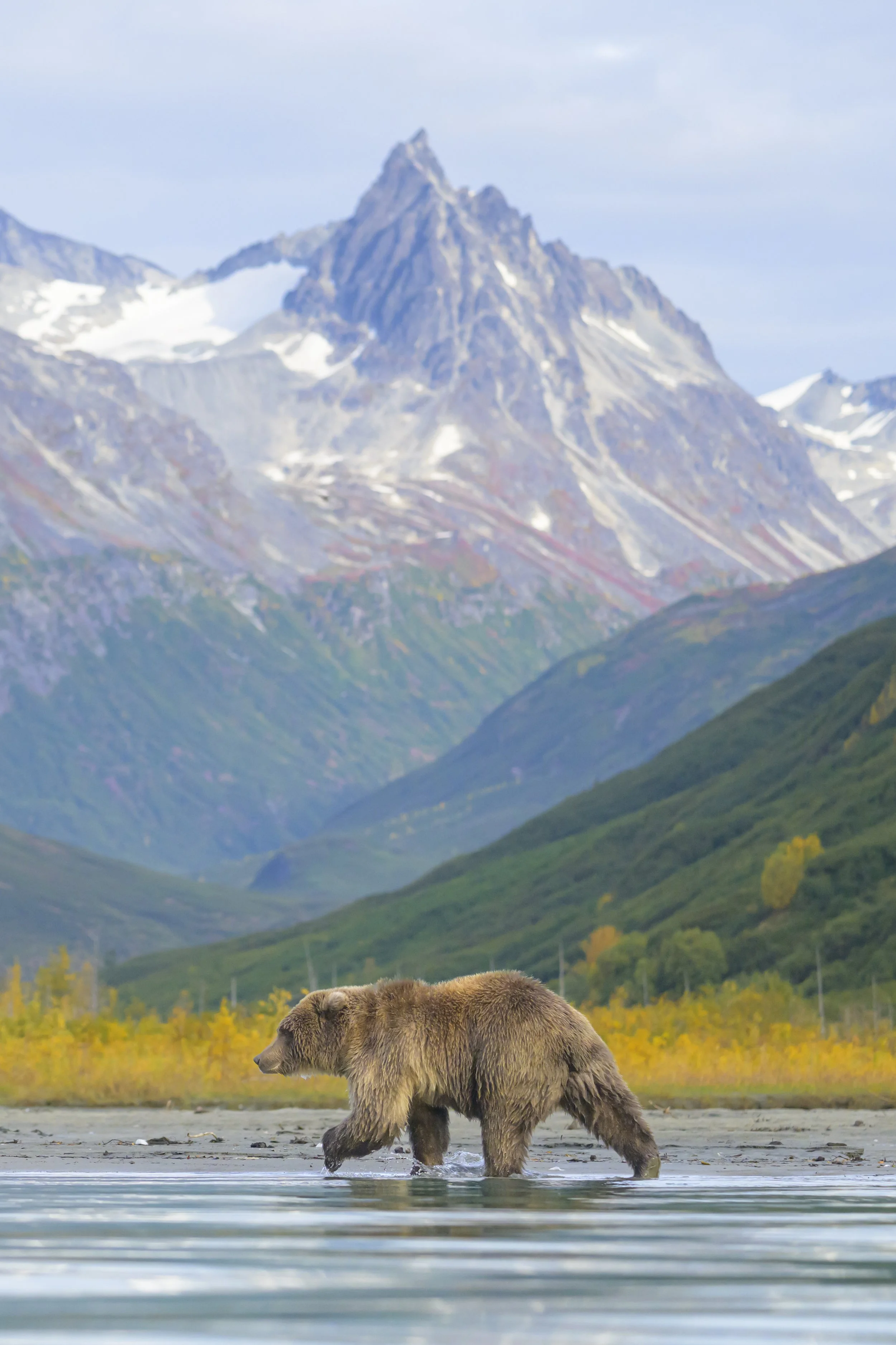 Brown Bears - Alaska - Fall-2-5.jpg