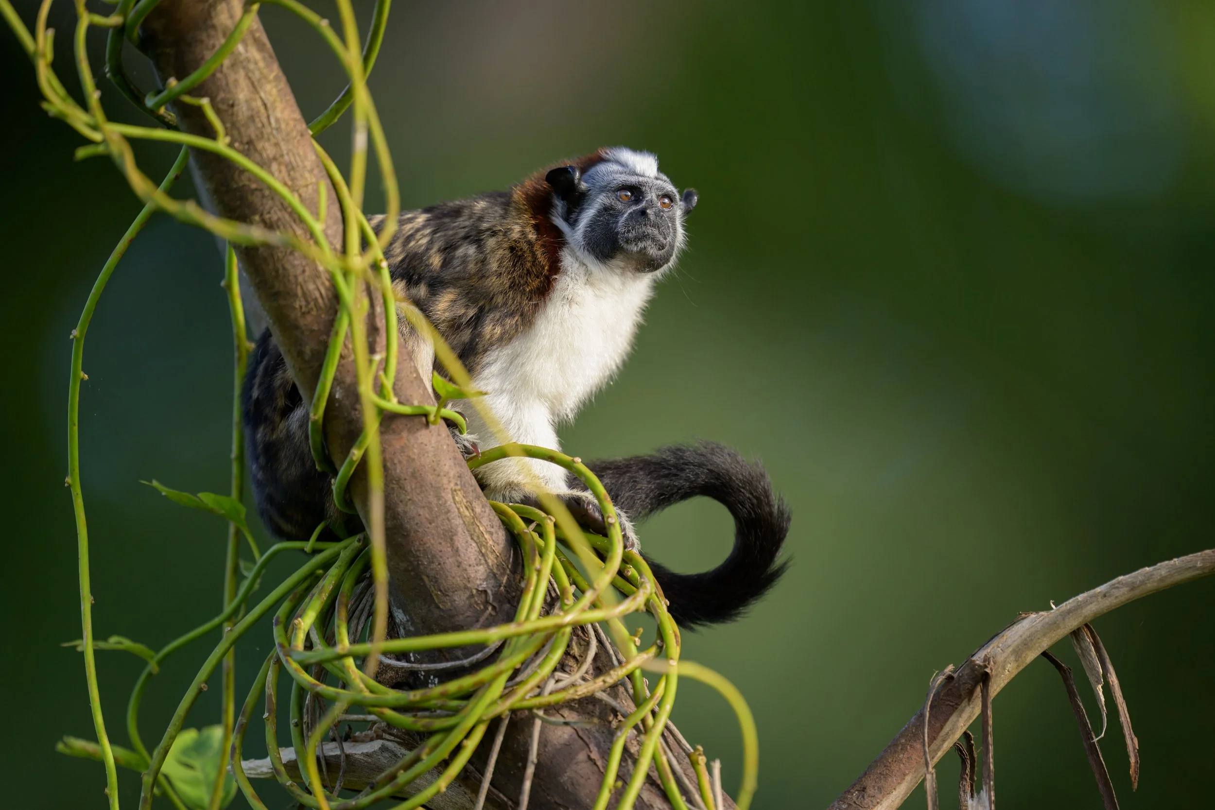 Geoffreys Tamarin - Panama-8630.jpg