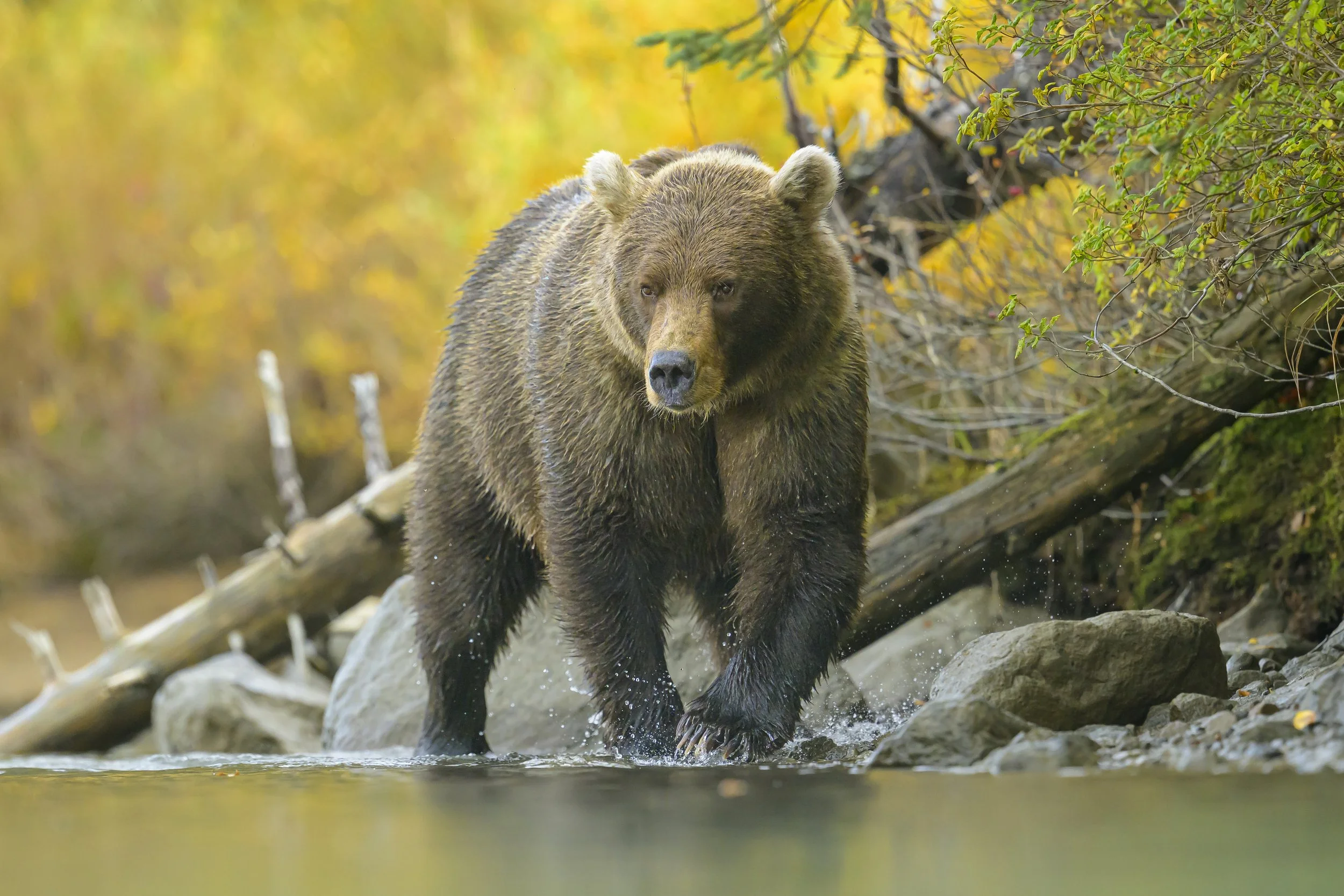 Brown Bears - Alaska - Fall-9690.jpg
