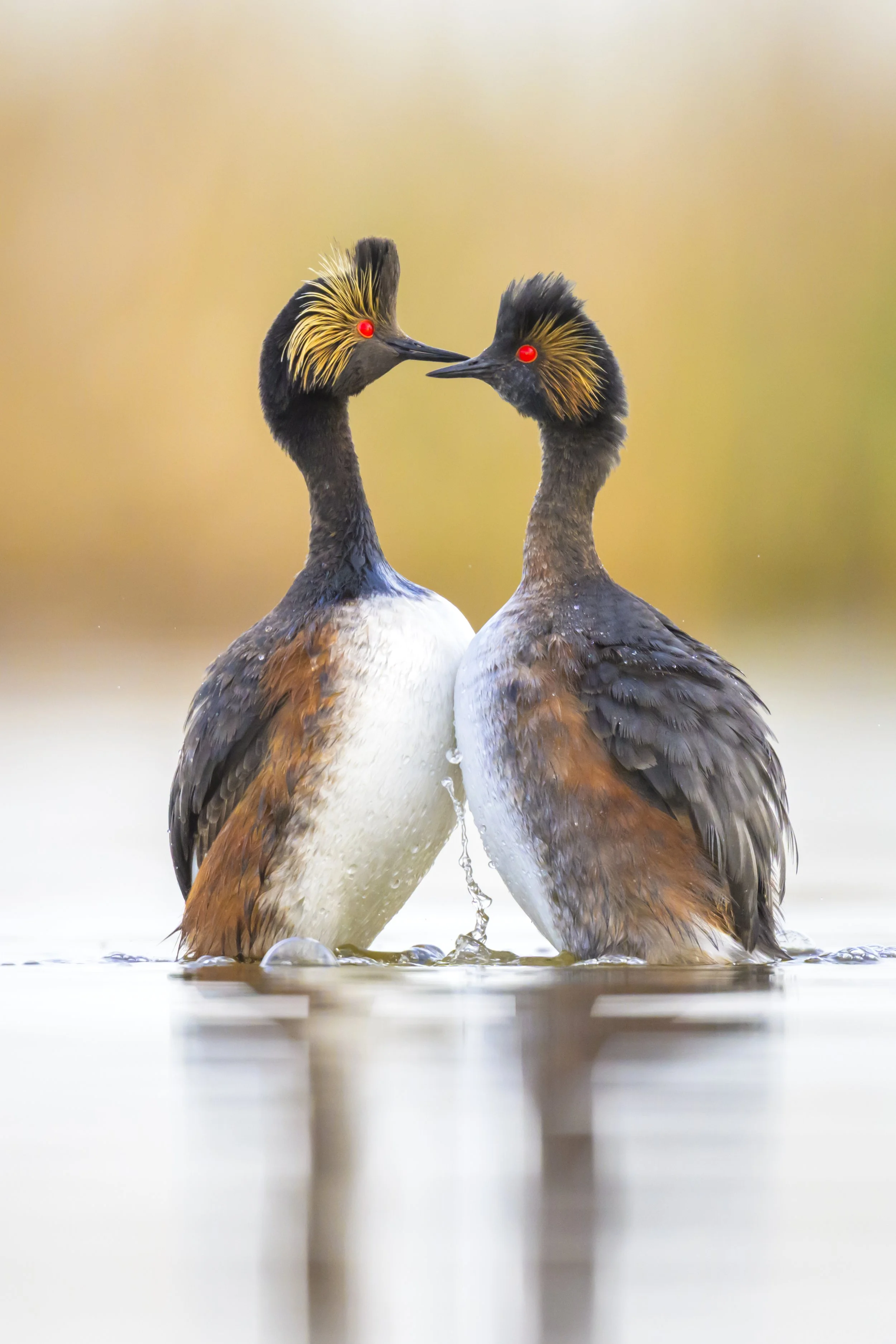 eared greve - penguine dance - Prairie Potholes-1913.jpg