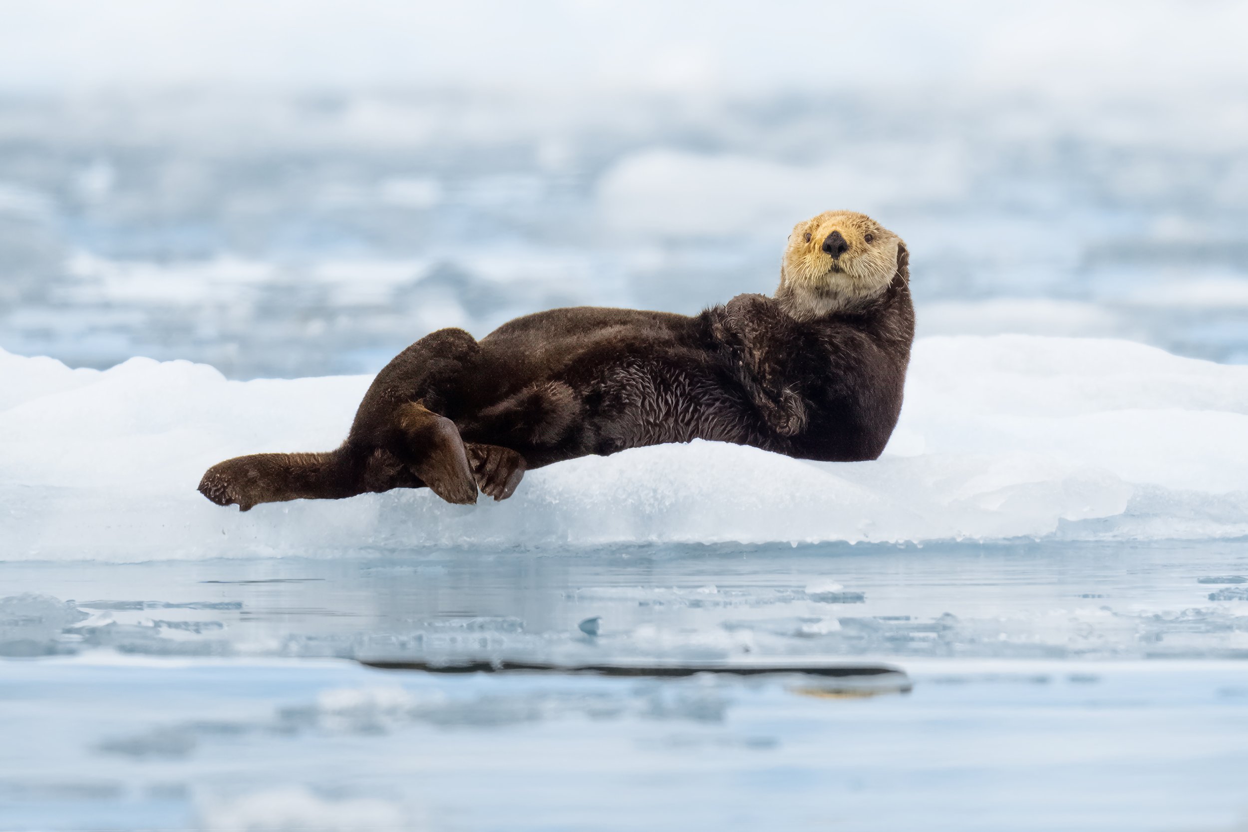 seaotter-ice.jpg