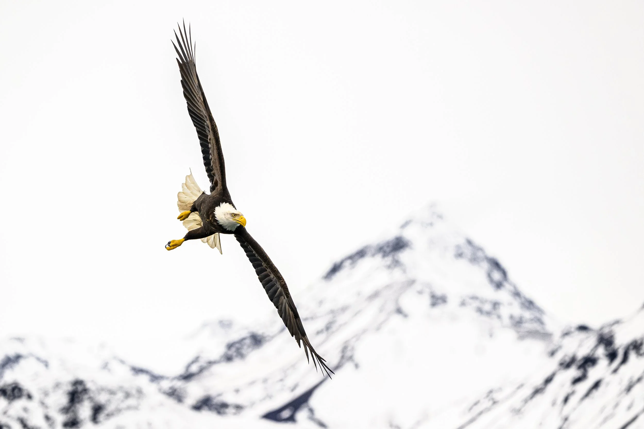bald eagle-Alaska-Kenai Mountains-4.jpg