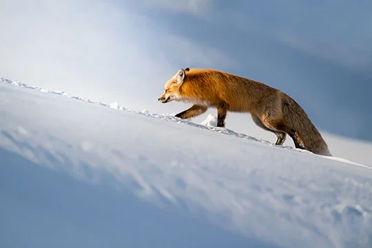 red-fox-Yellowstone-winter.jpg