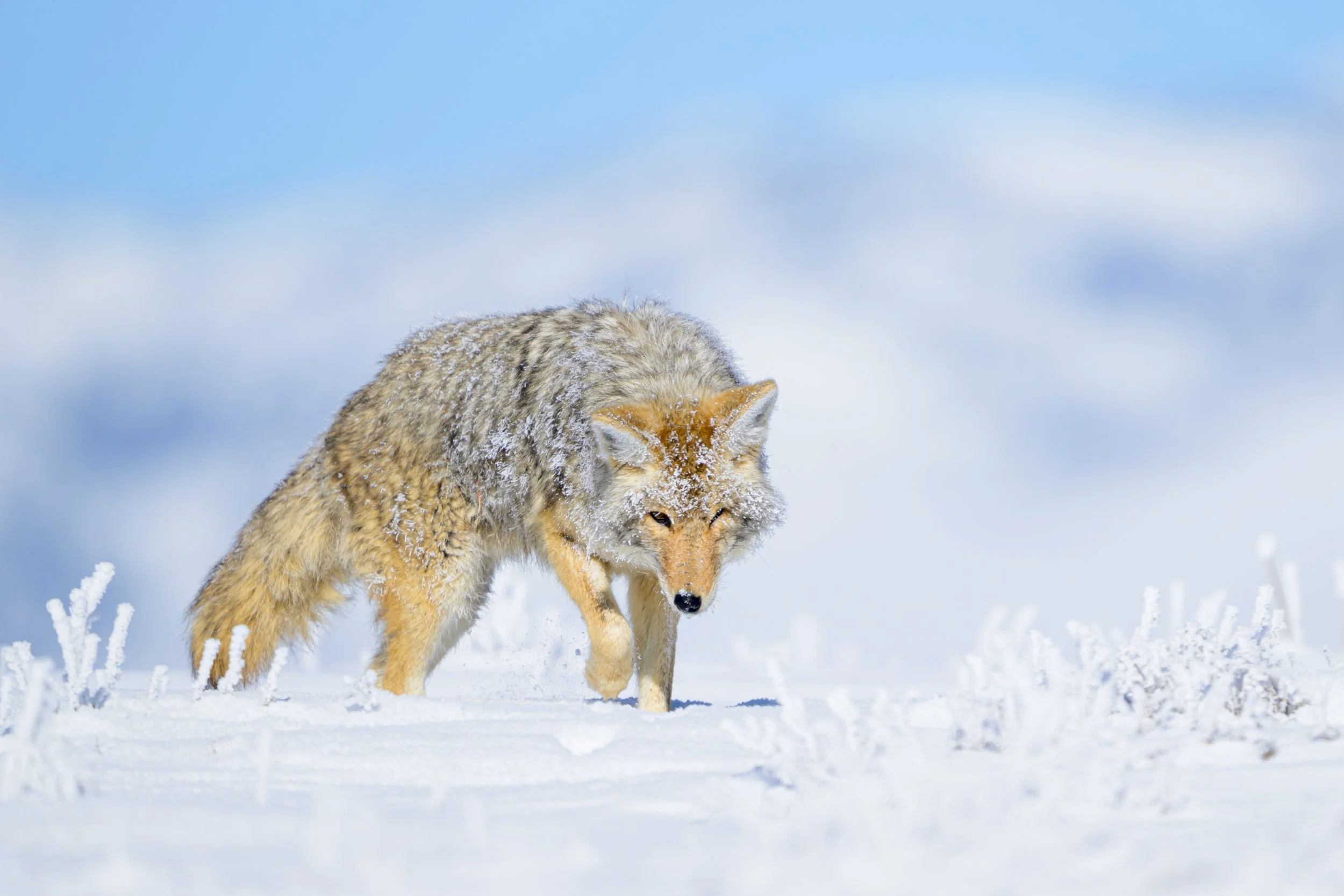 coyote-hoarfrost-yellowstone-16.jpg