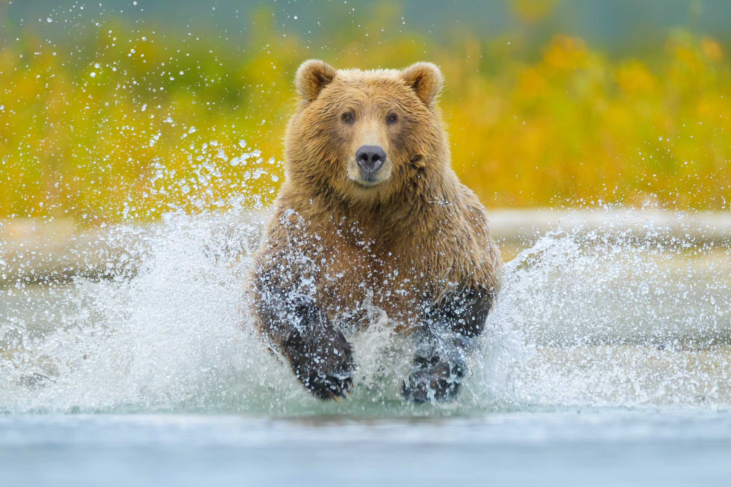 bear-running.jpg