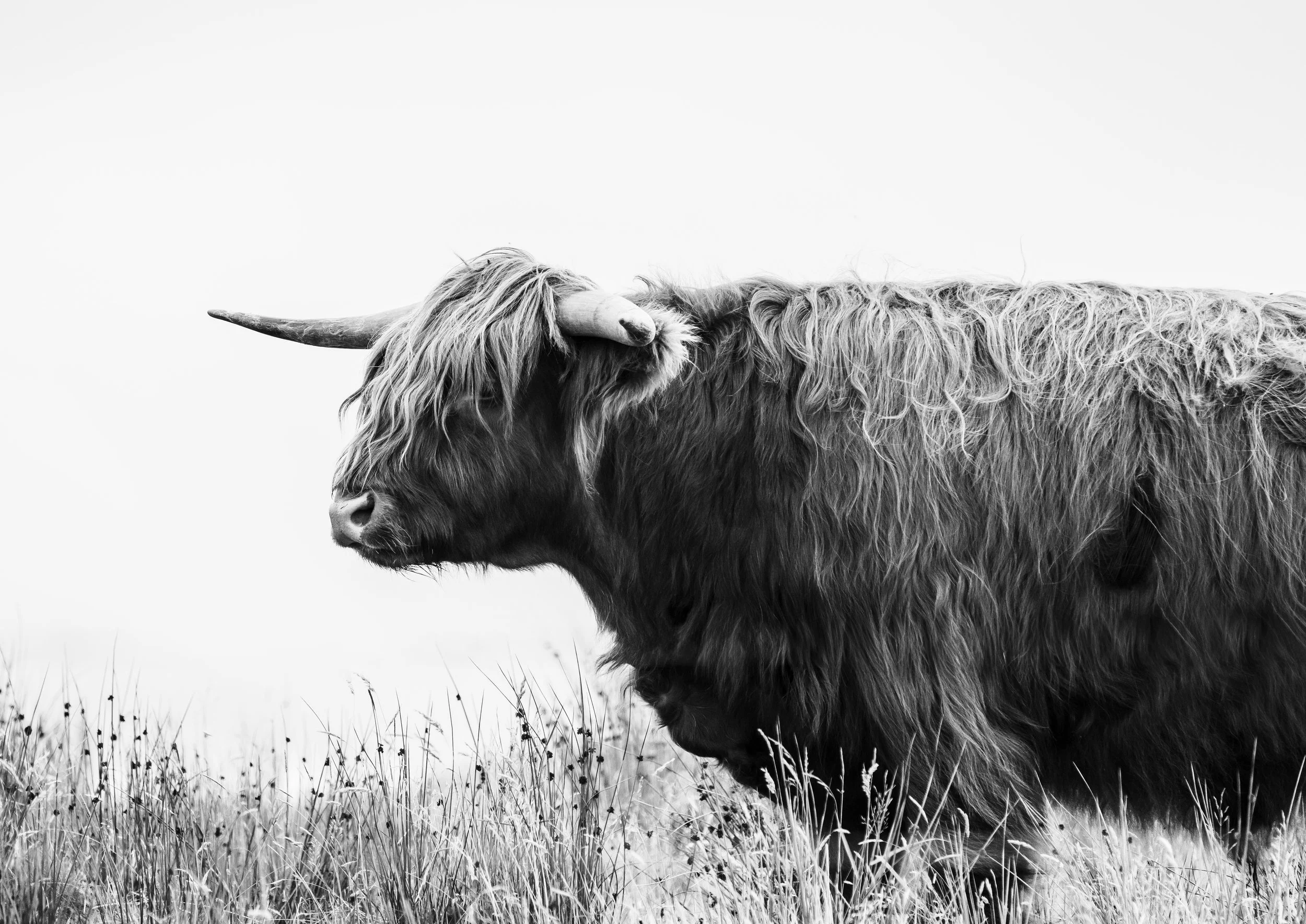 Highland Cow, Isle of Lewis 