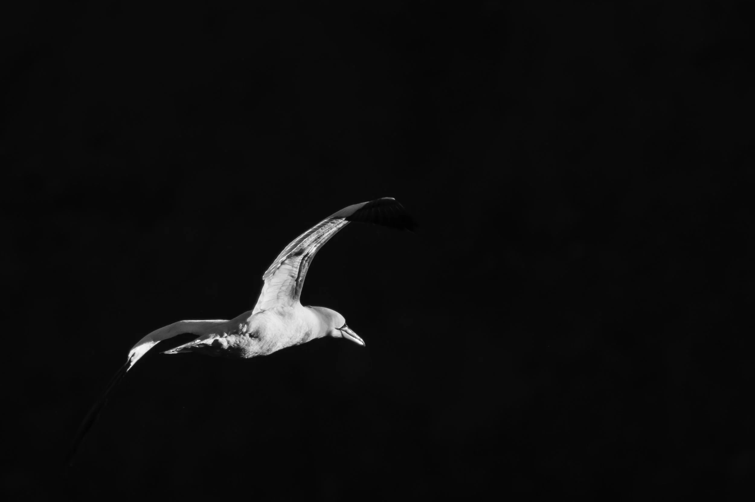 Northern-Gannet-outer-hebrides.jpg