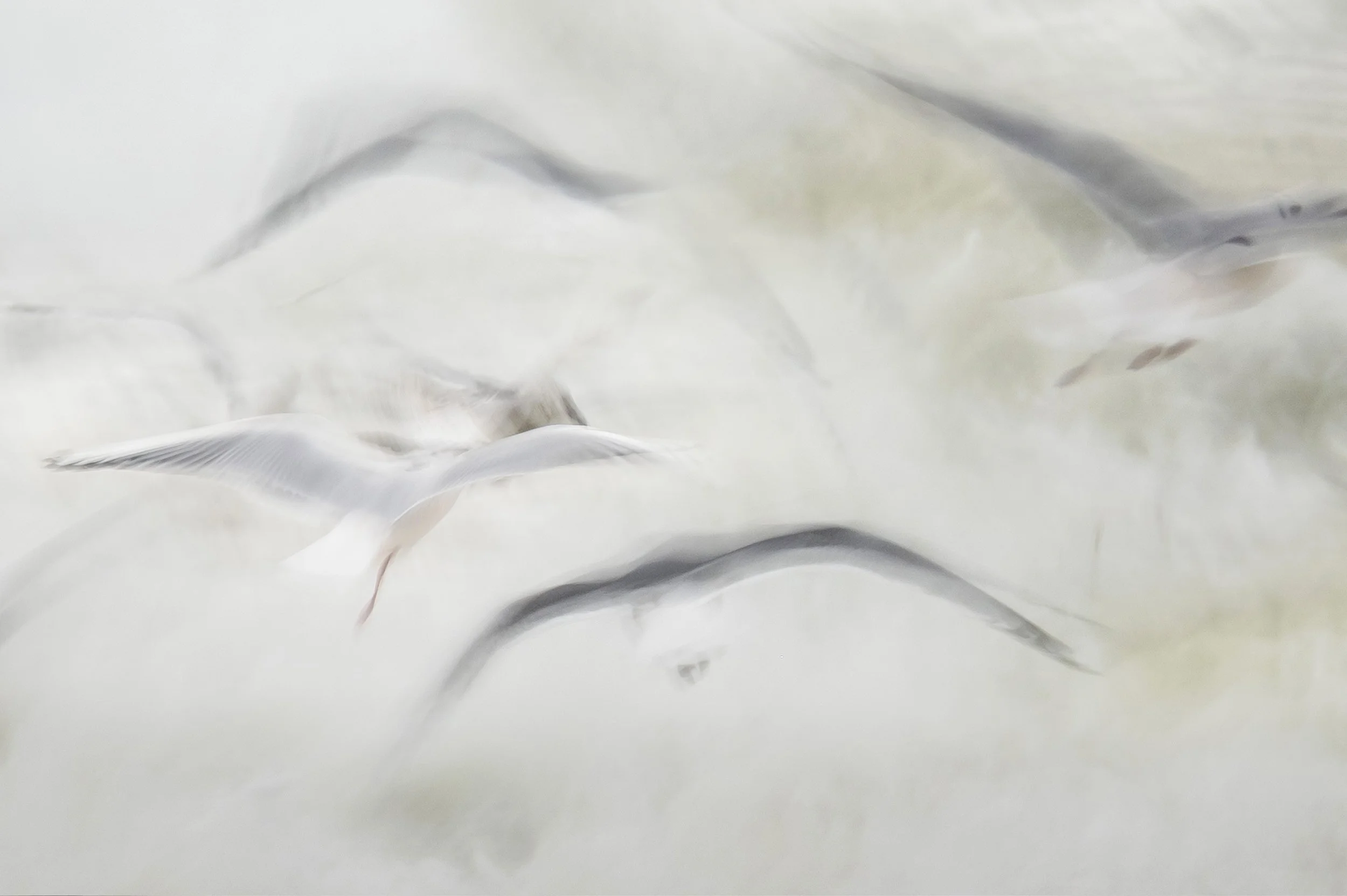 ICM Sea birds, Isle of Lewis