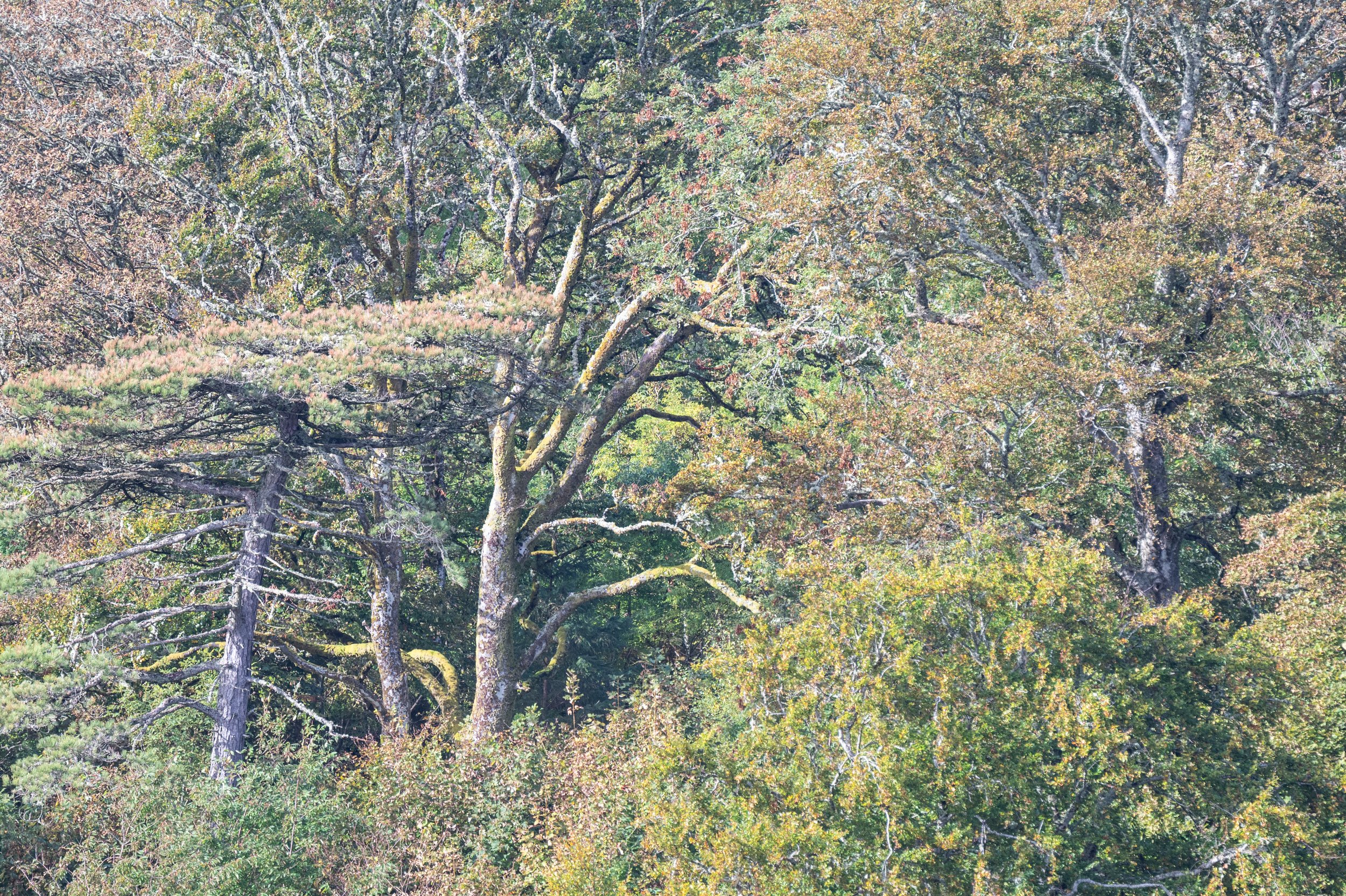 Lews Castle Woodland