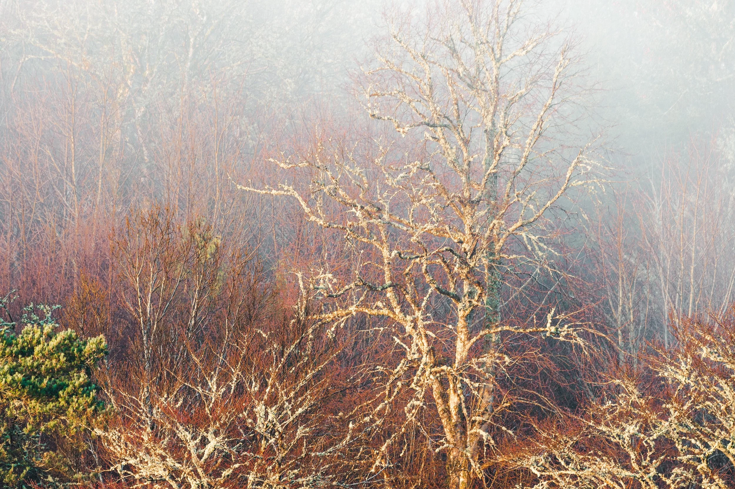 Lews Castle Woodland