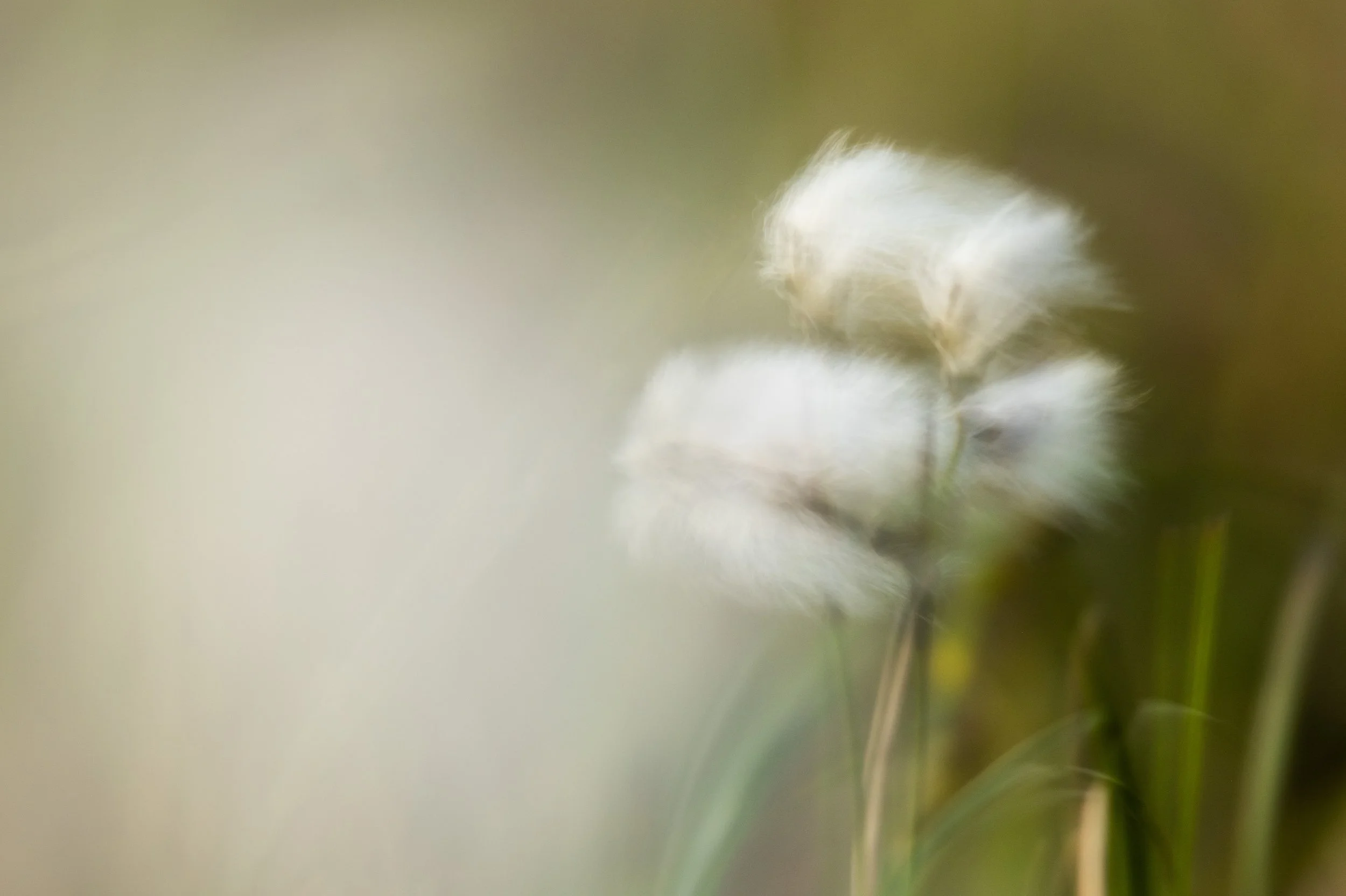 Hebridean Cotton Grass Isle of Lewis