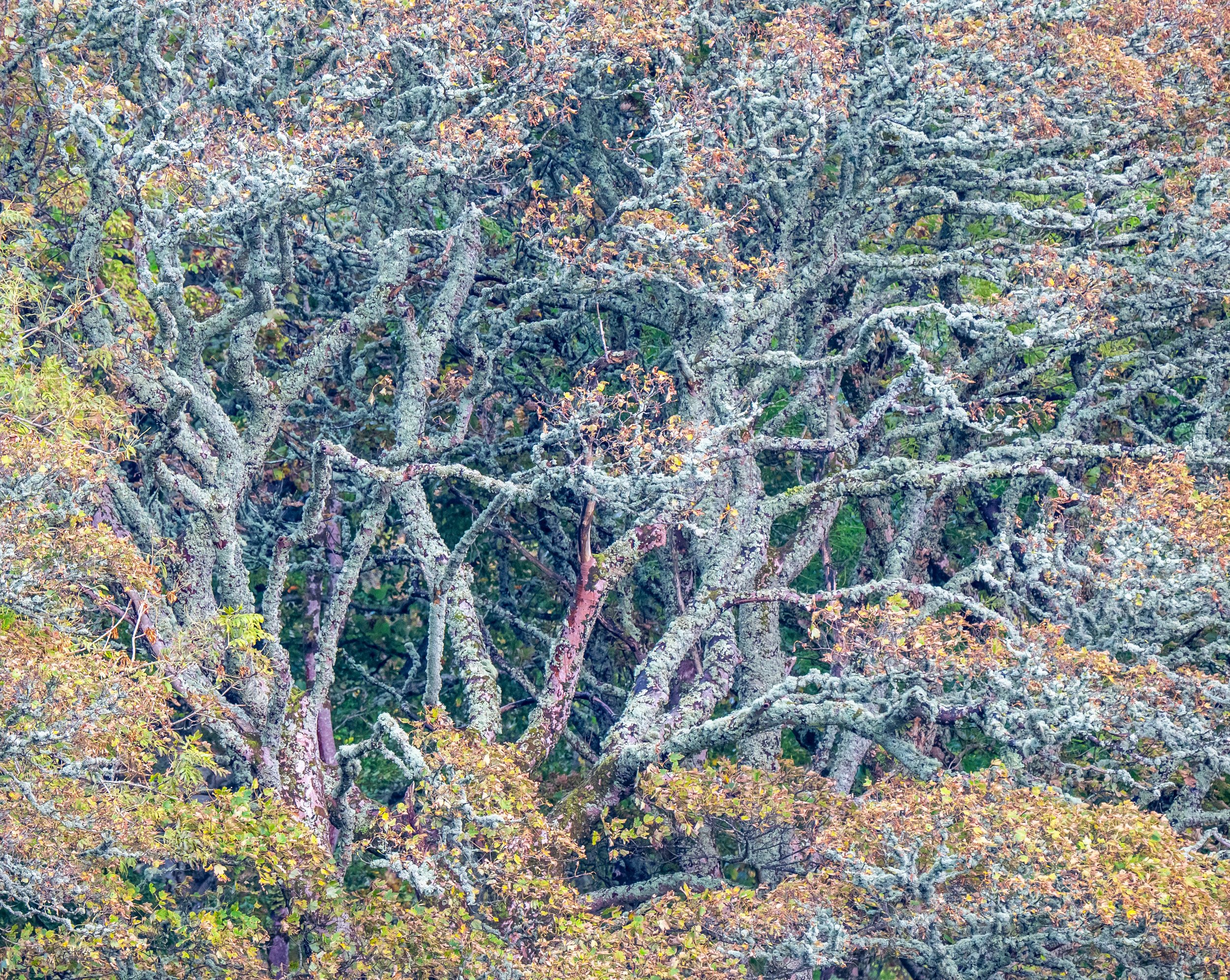 Lews Castle Woodland