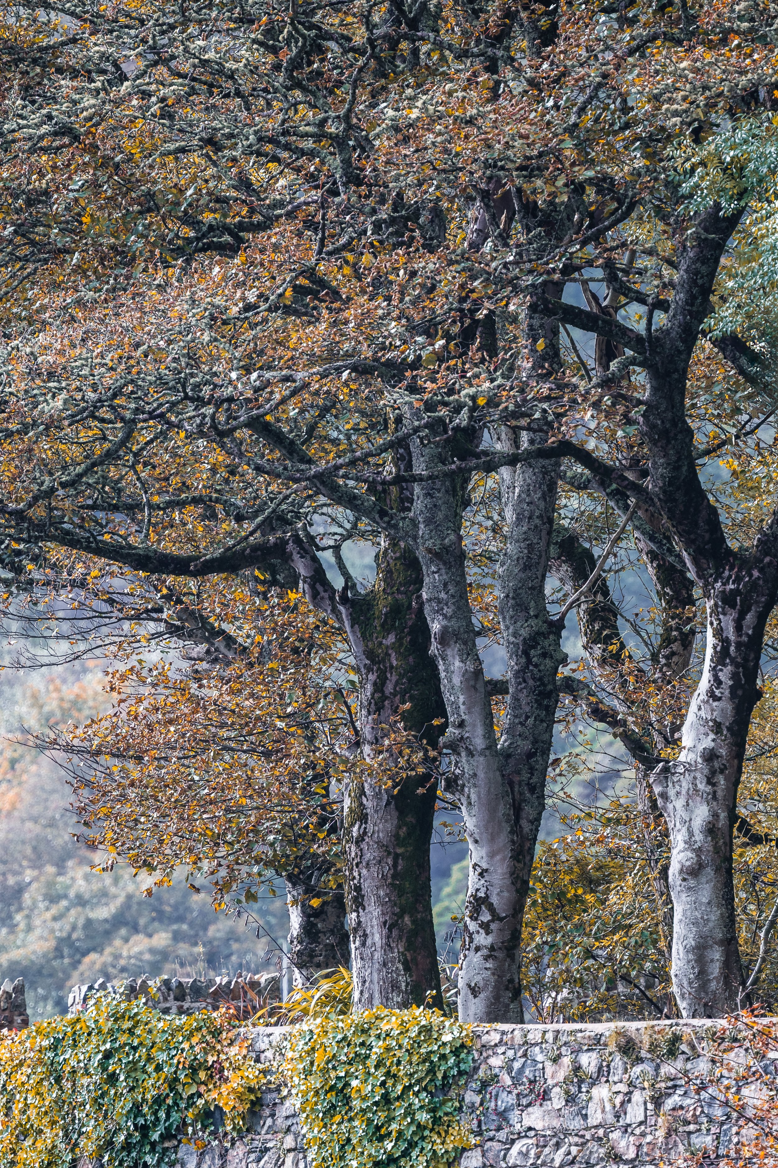 Castle grounds woodland