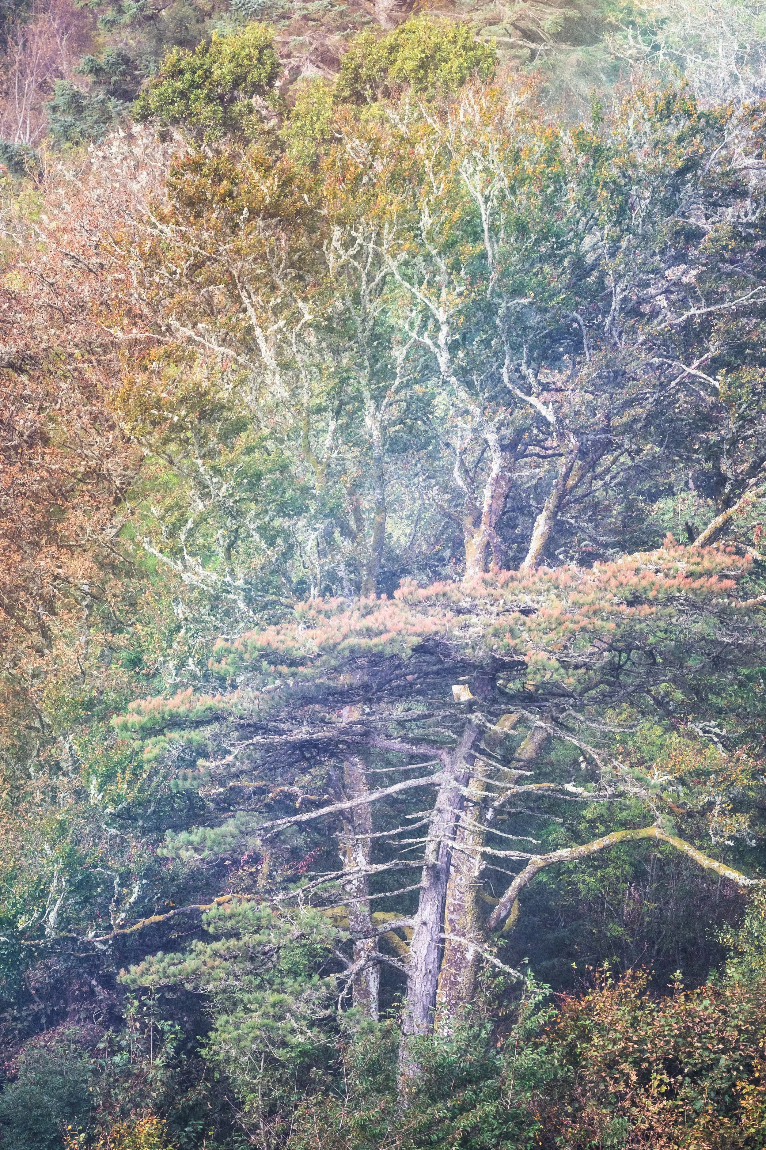 Lews Castle Woodland Trees