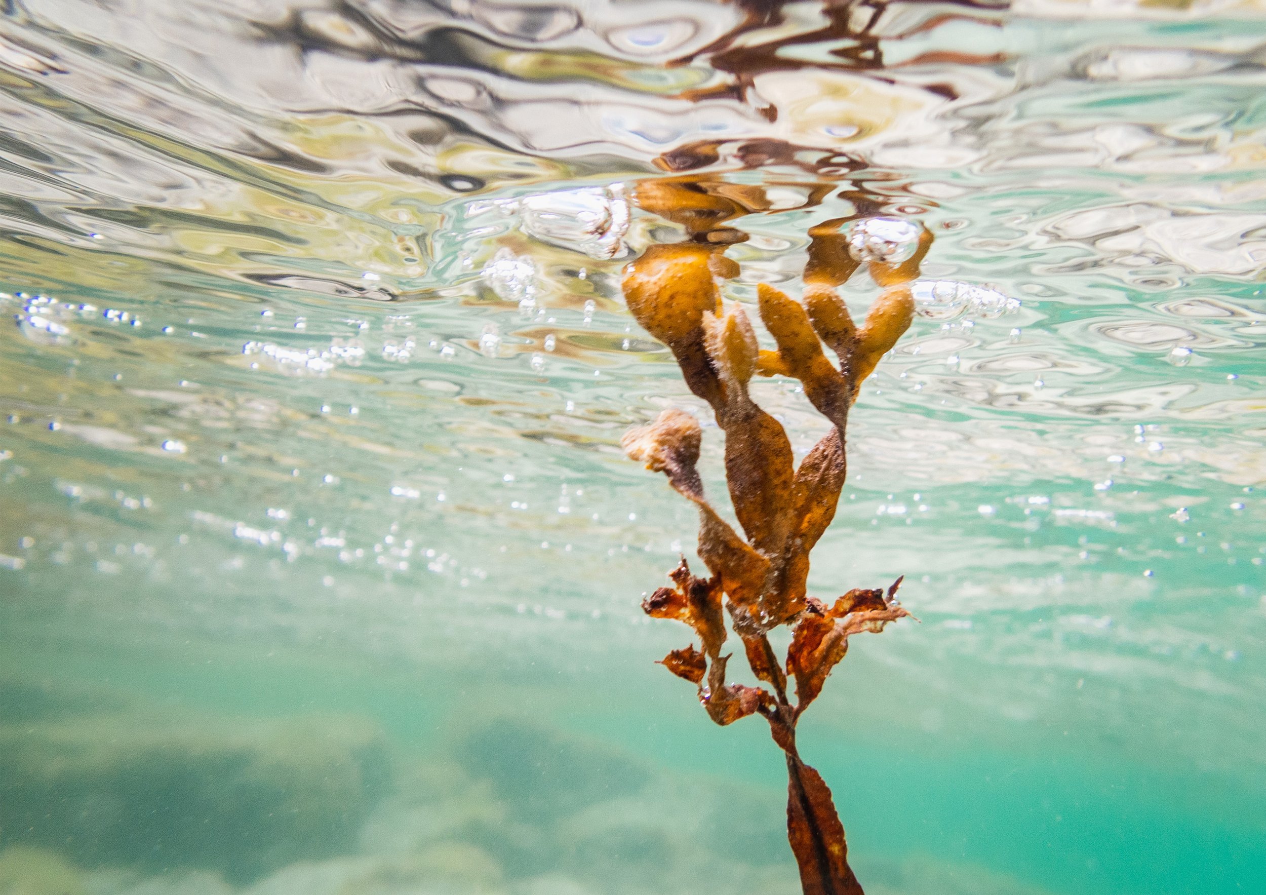 Seilebost Seaweed, Isle of Harris