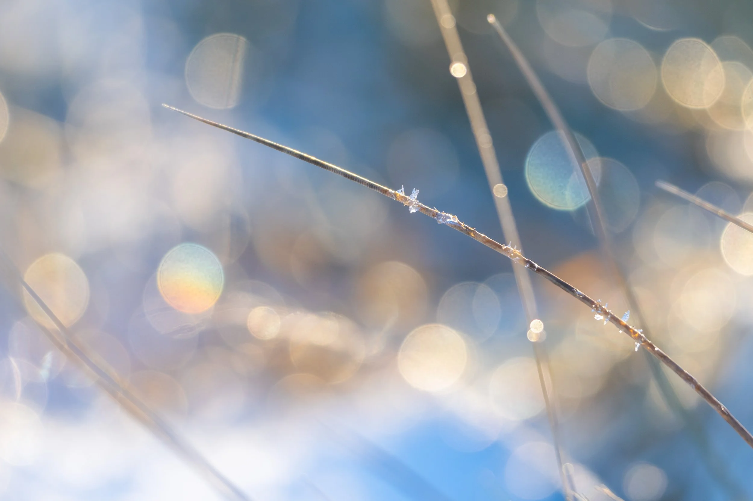 Winter's Sparkle, Isle of Lewis 