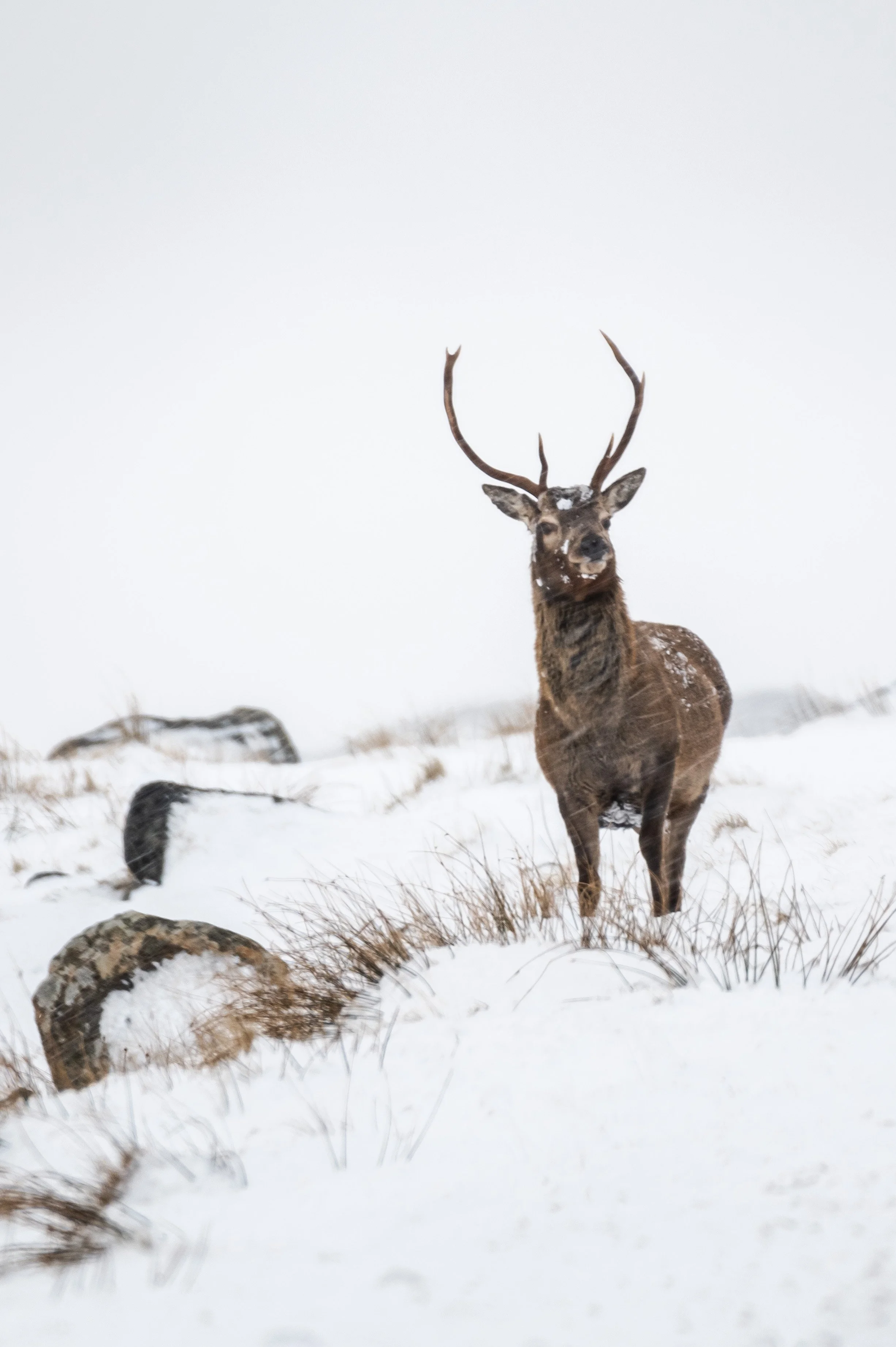 Scottish-highland-stag.jpg