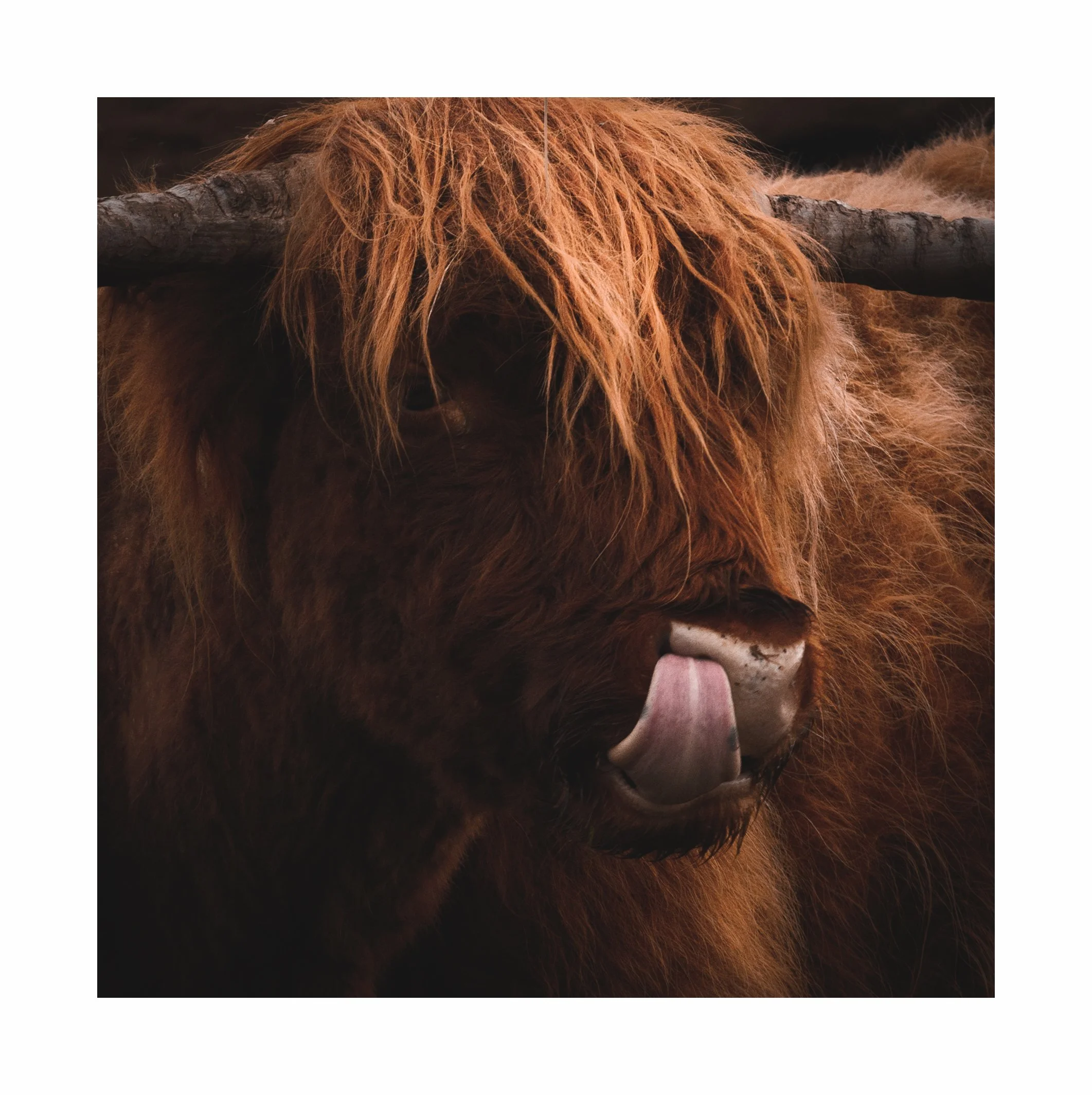 Highland Cow