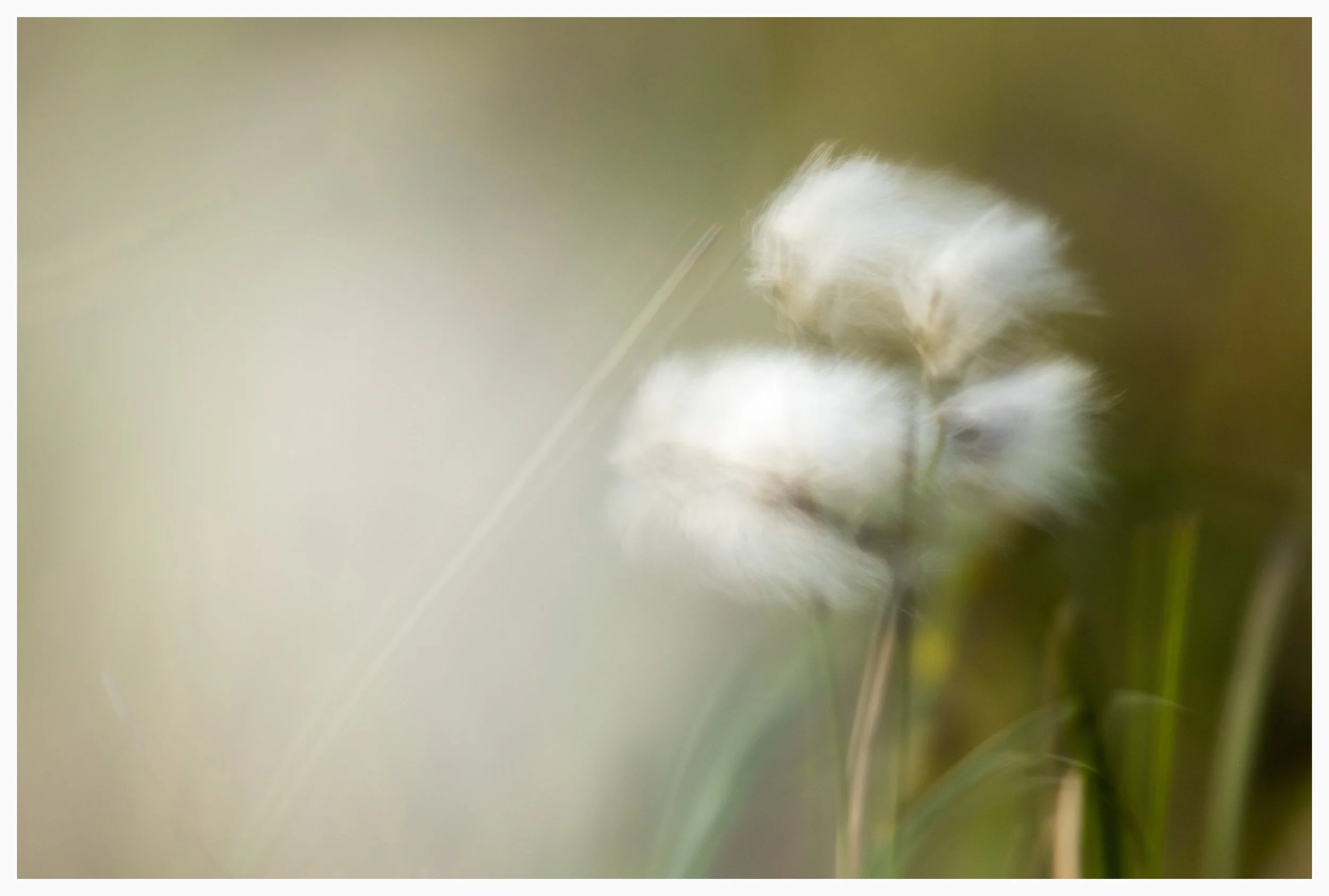ICM Cotton Grass, Outer Hebrides, Scotland. SNPA shortlisted Botanical Category