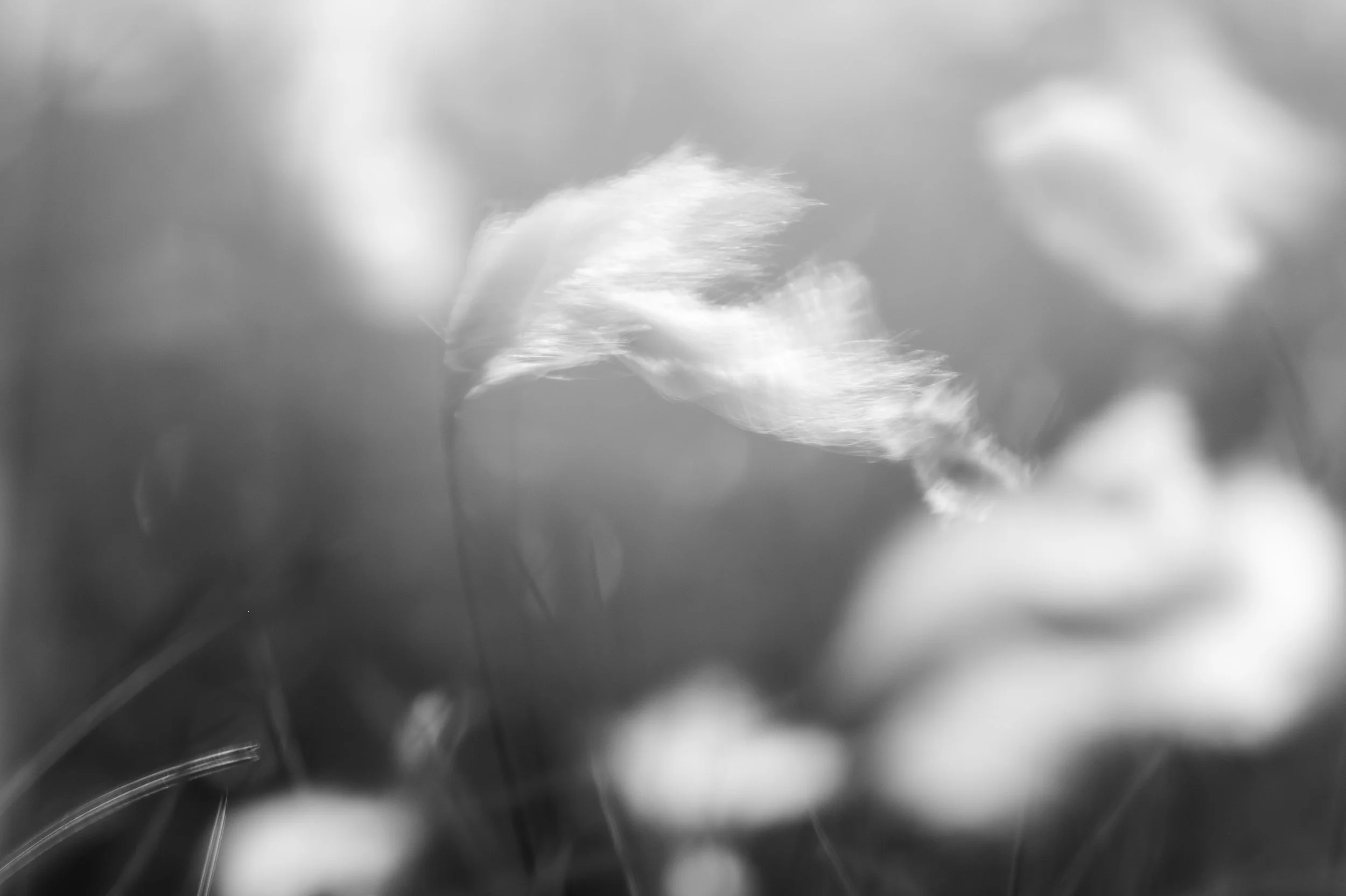 Cotton Grass, Isle of Lewis