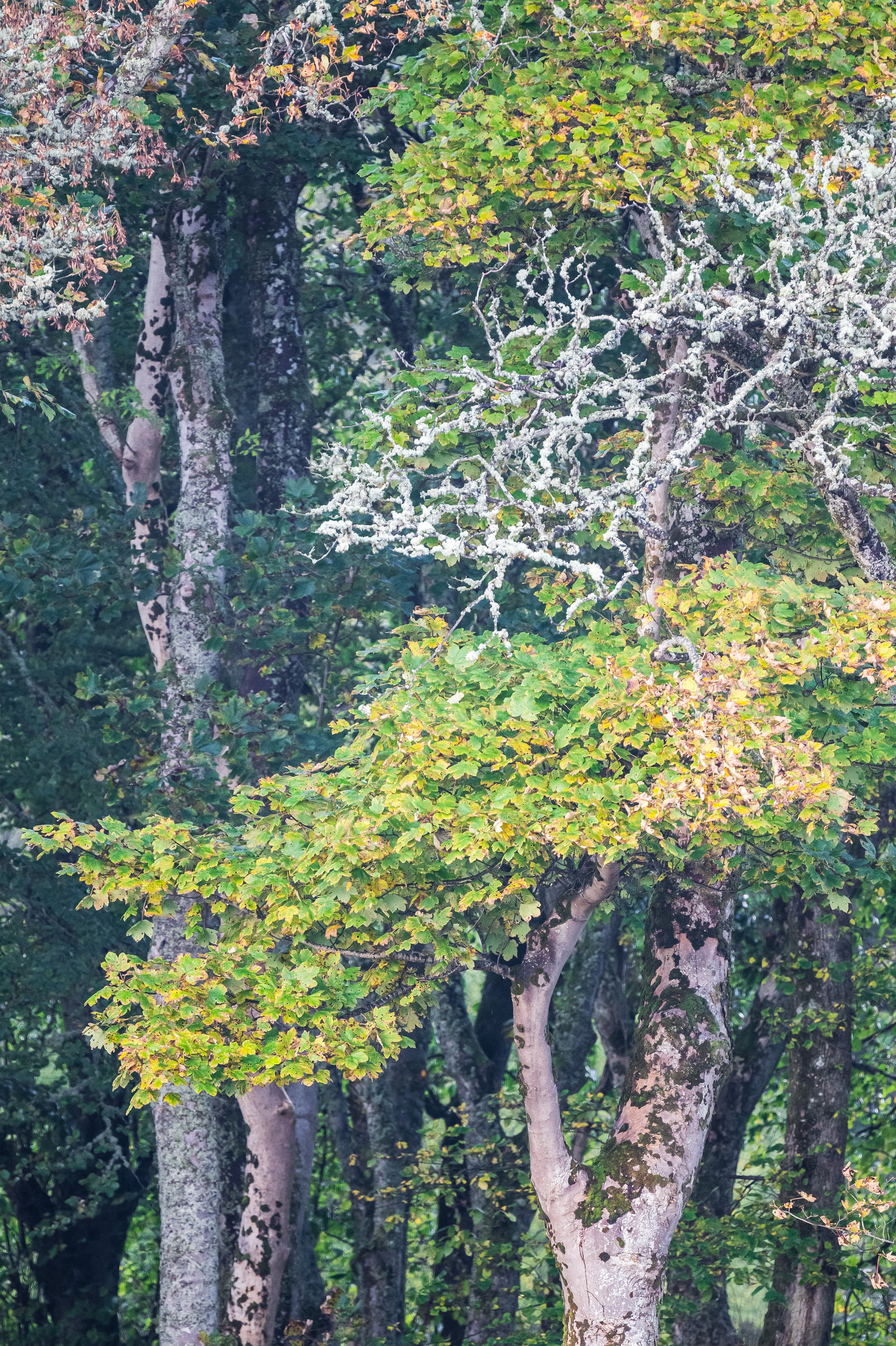 Lews Castle Woodland