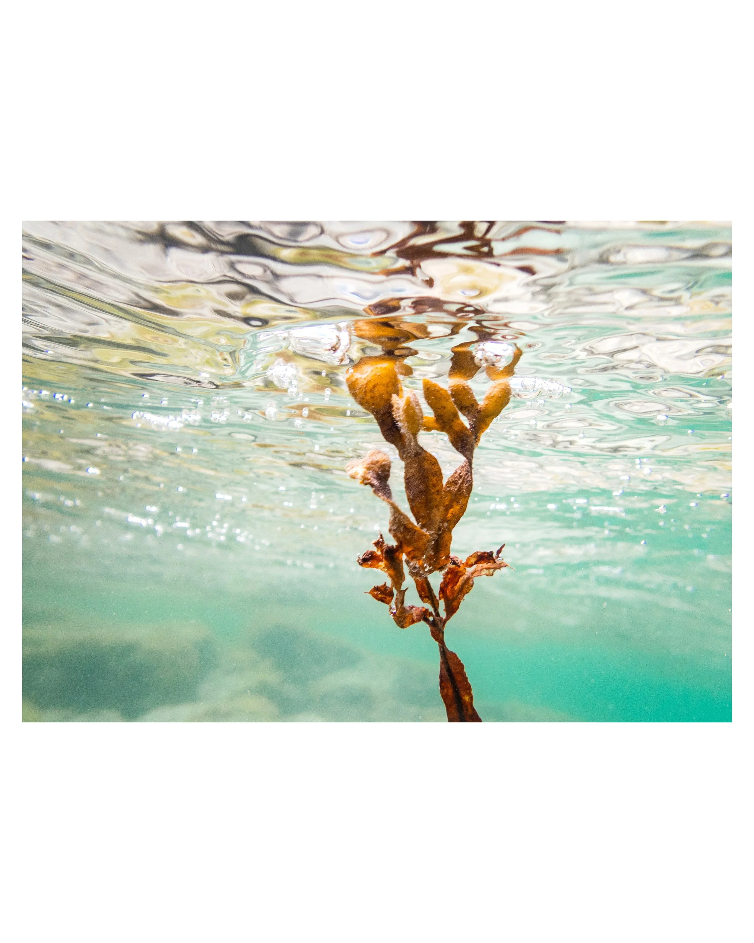 Underwater photograph of seaweed drifting in green Hebridean water with soft sunlight filtering through at Seilebost Beach.