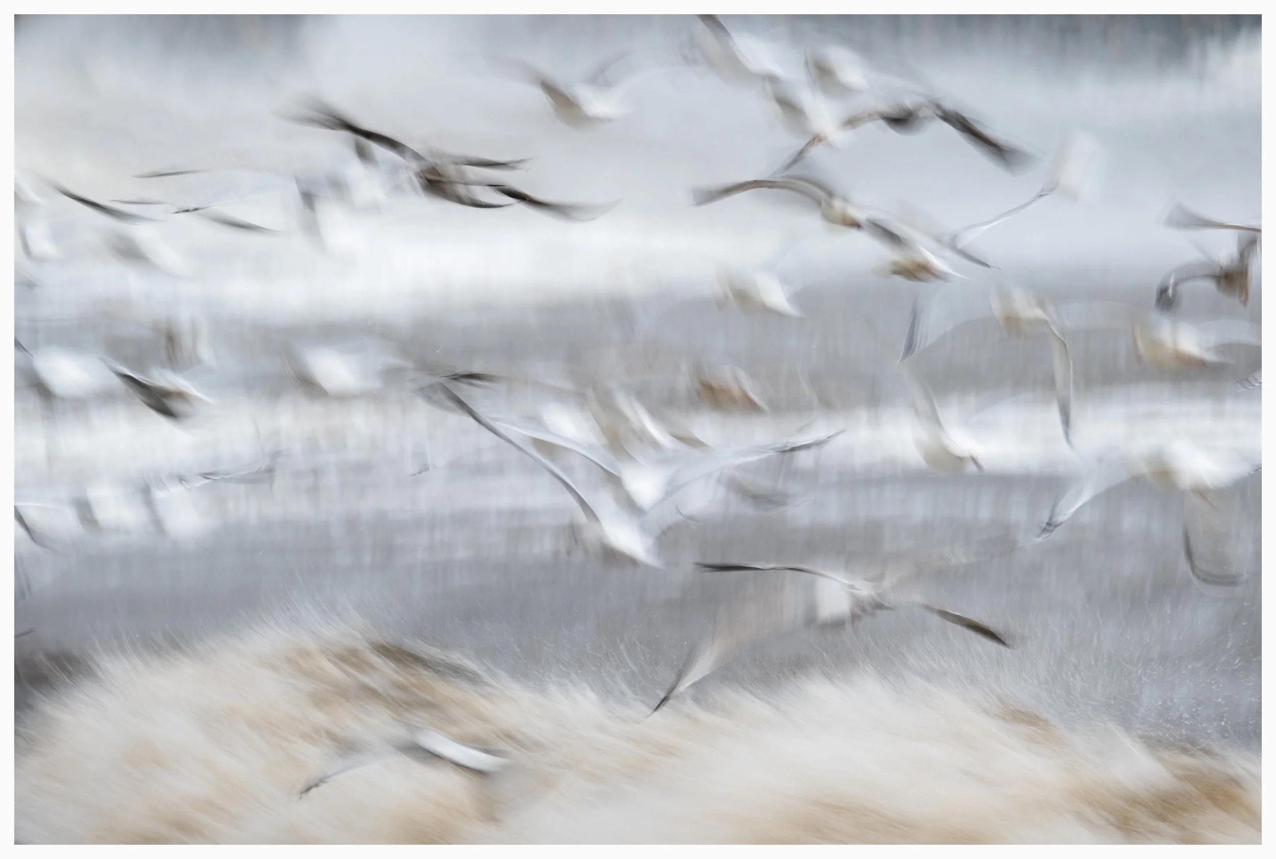 ICM image of birds in flight, Isle of Lewis, Outer Hebrides, Scotland. SNPA shortlisted Abstract Category