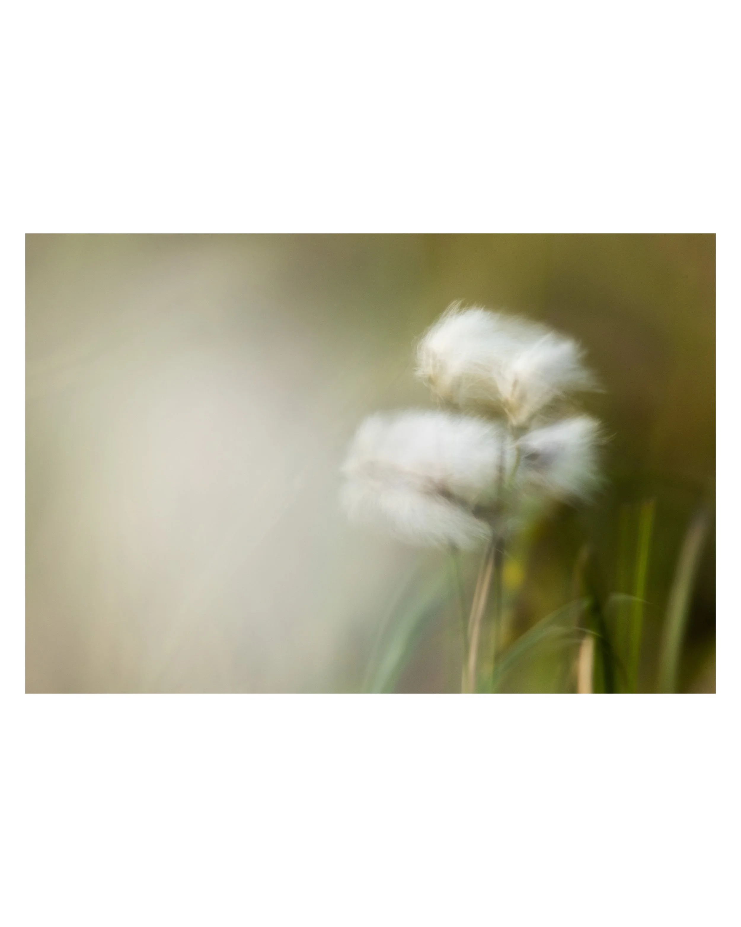 Abstract ICM photograph of Hebridean cotton grass with soft motion, warm summer light and blurred white seed heads on the Isle of Lewis.