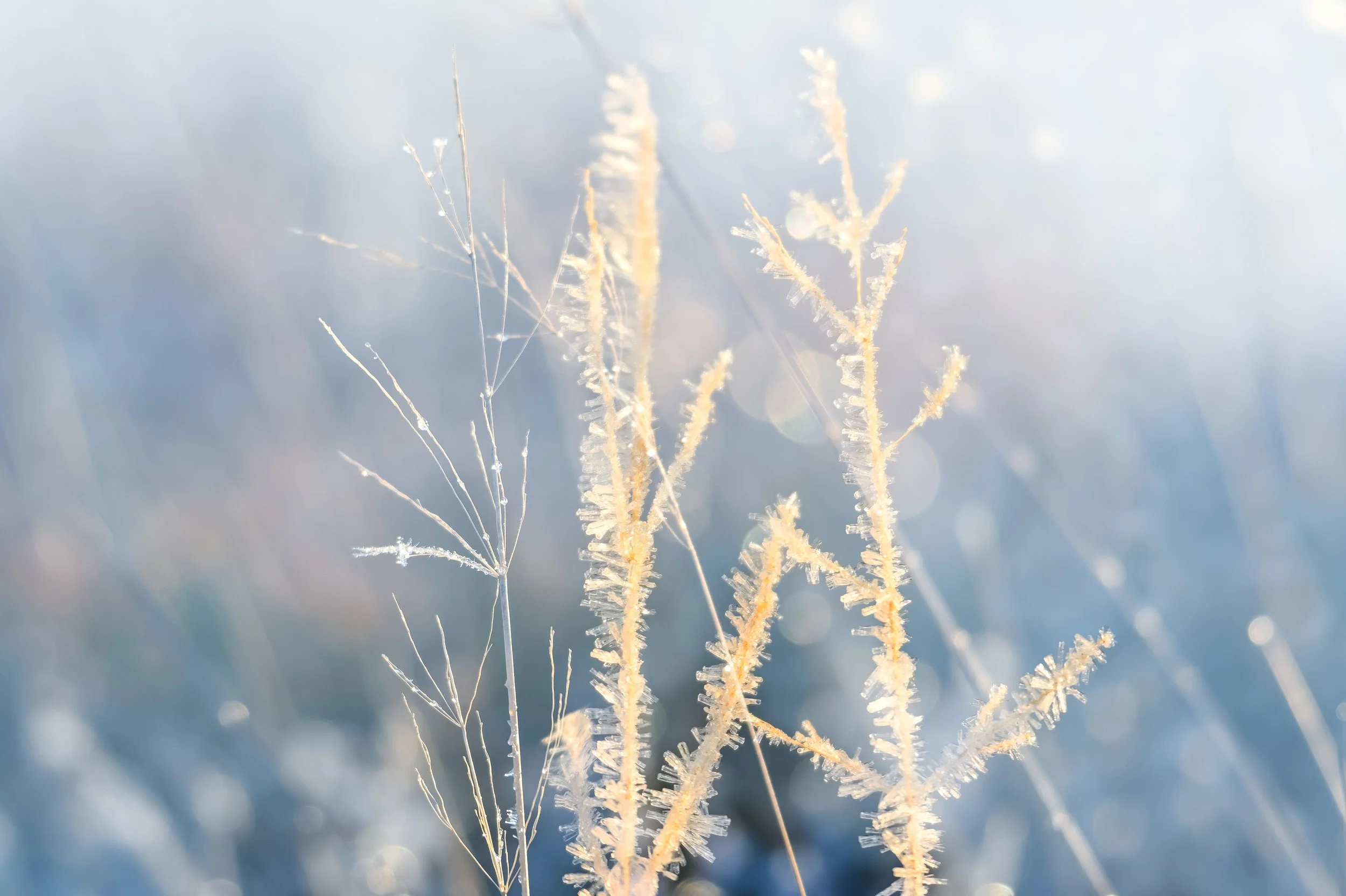 Winter's Sparkle, Isle of Lewis 