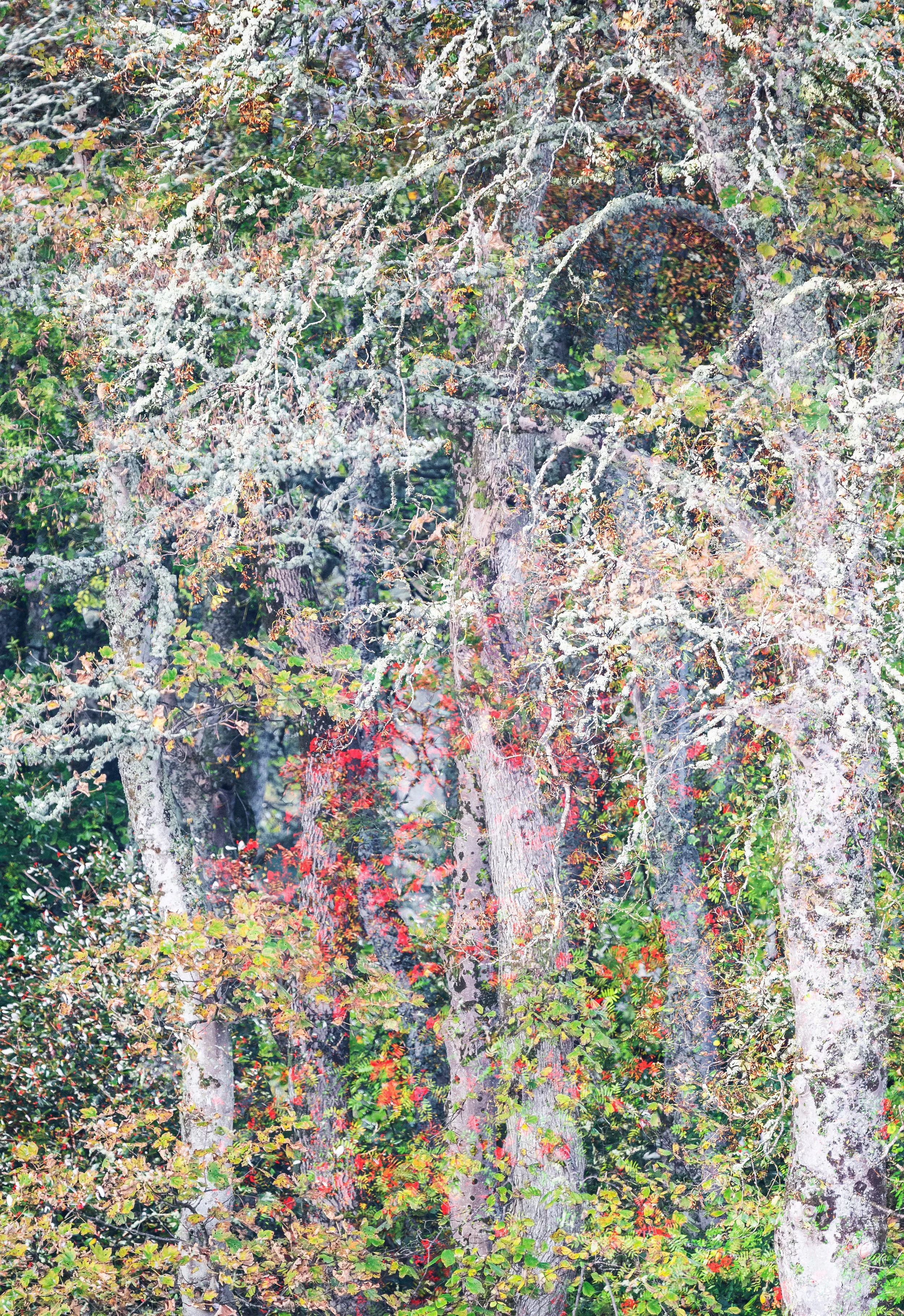 Lews Castle Grounds Multiple Exposure