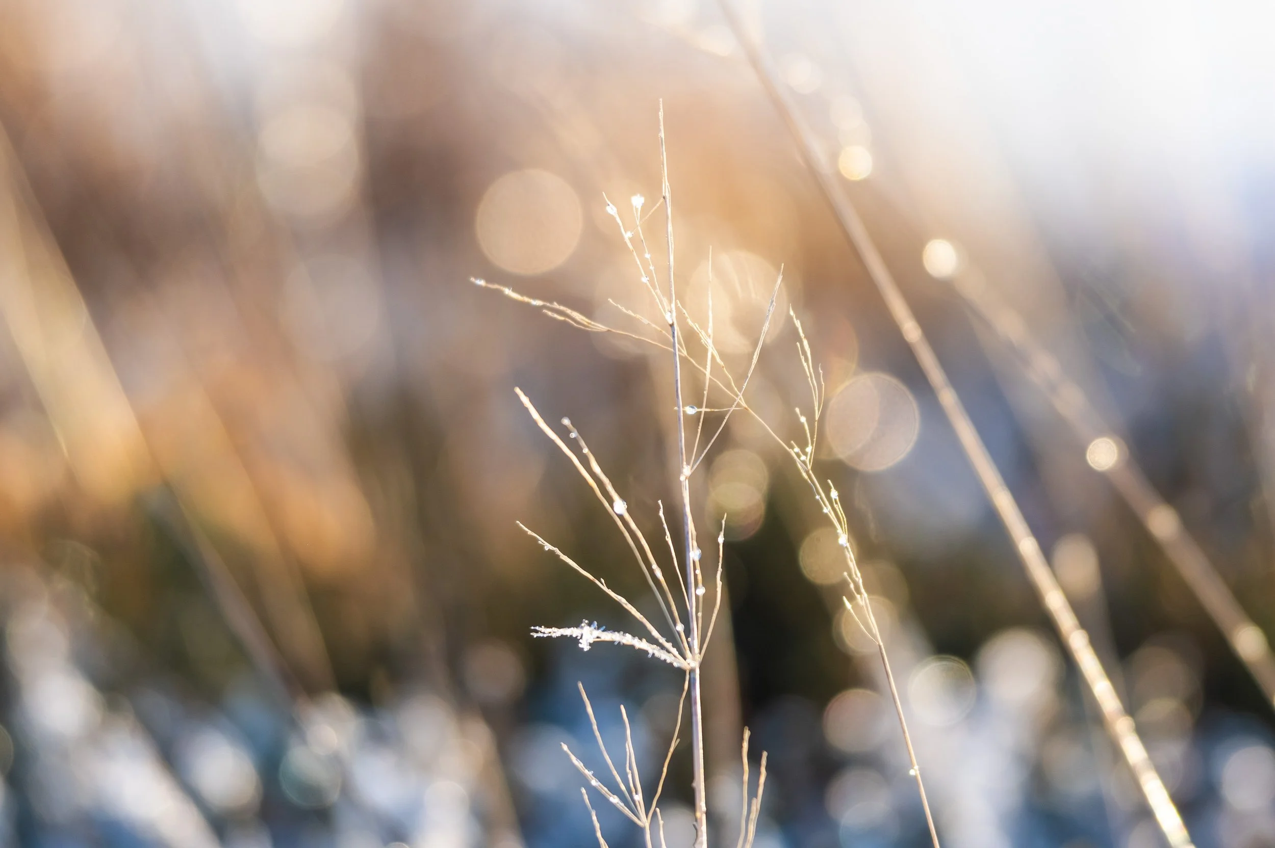 Winter's Sparkle, Isle of Lewis 