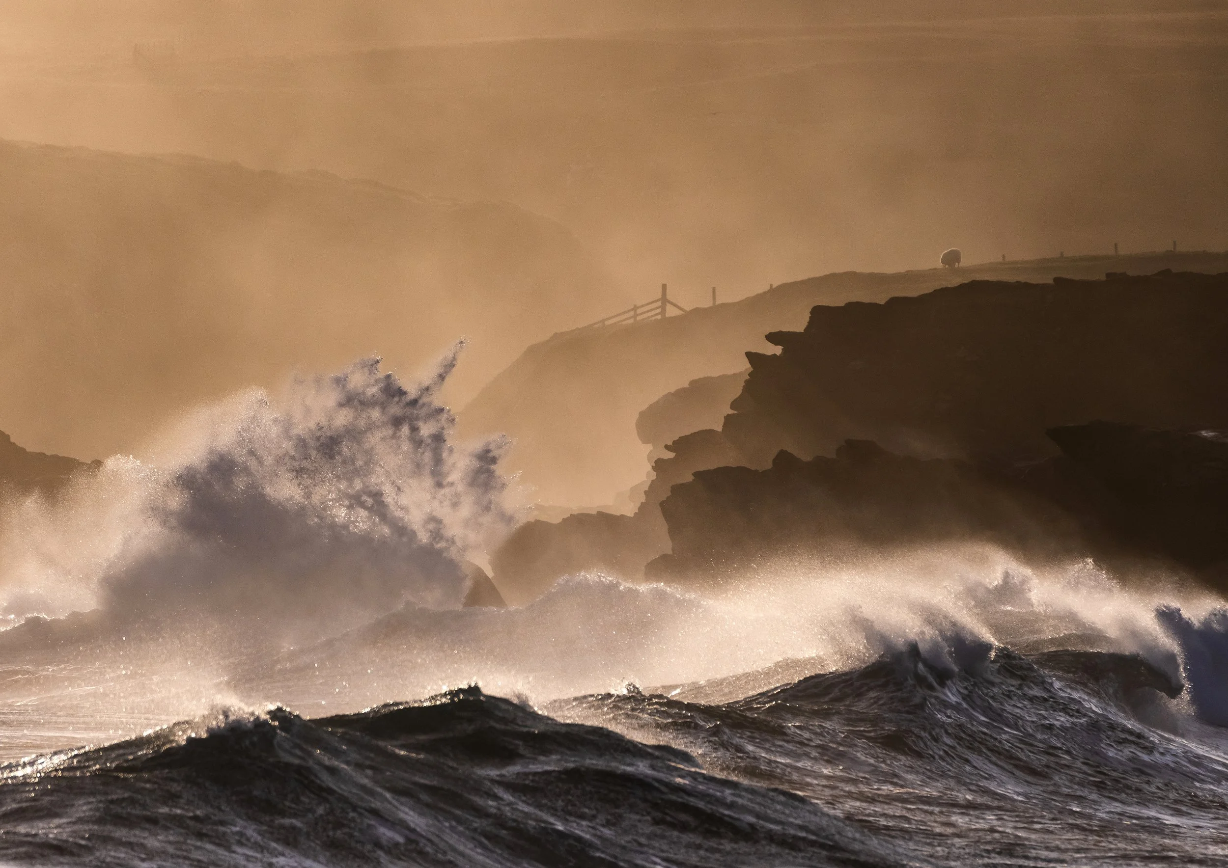 Waves crashing against rocky shoreline during sunset with a fence and sheep on a hill in the background.