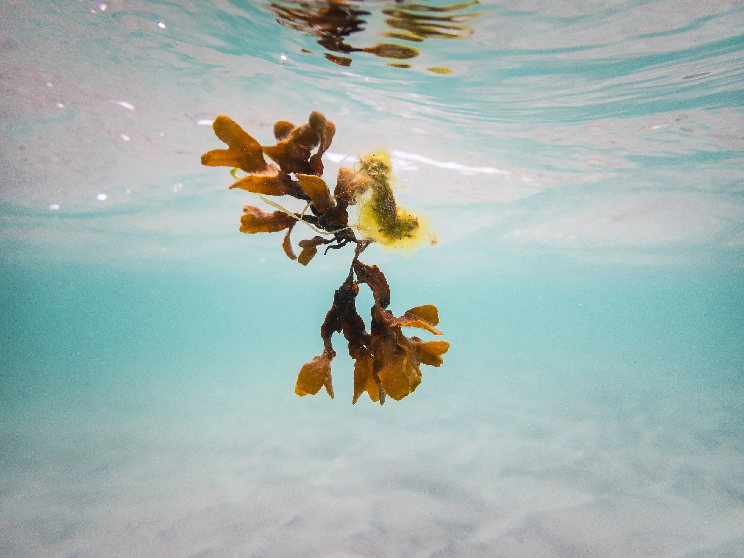 Seilebost Seaweed, Isle of Harris