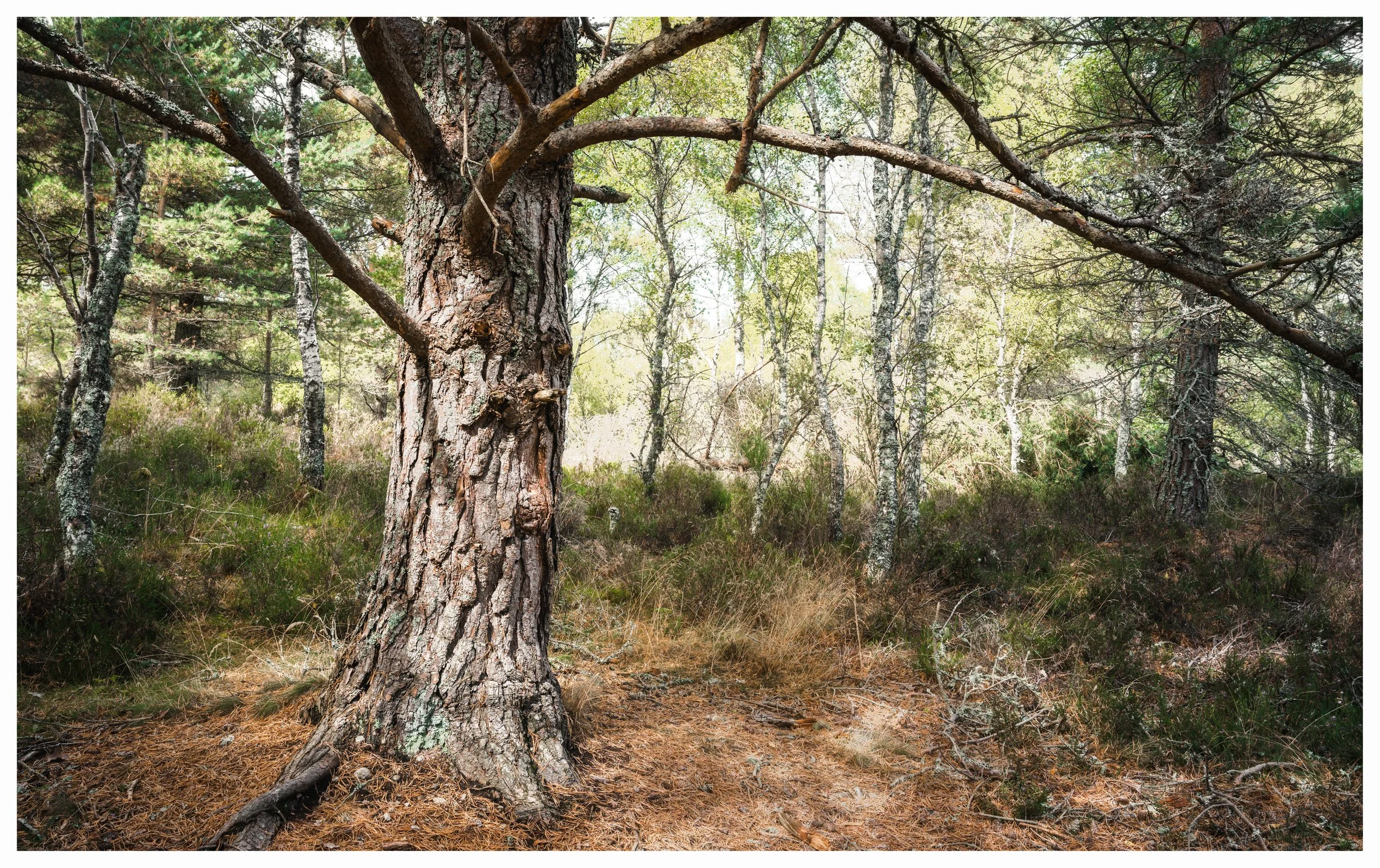 Muir of Dinnet, Aberdeenshire