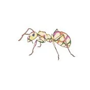 Illustration of an ant with pink and yellow markings
