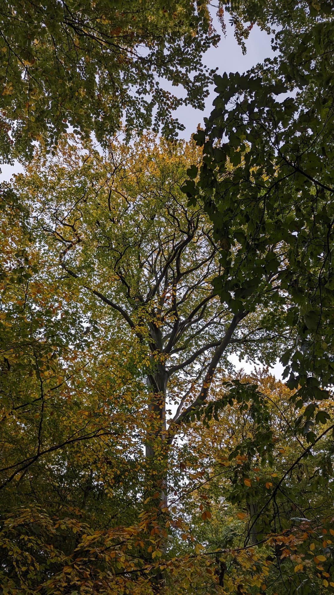 Poem: Among the trees - Sara Cassells