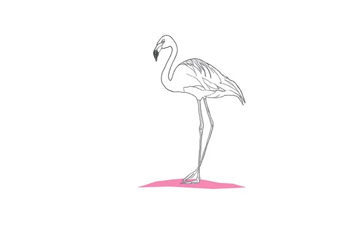 Flamingo
