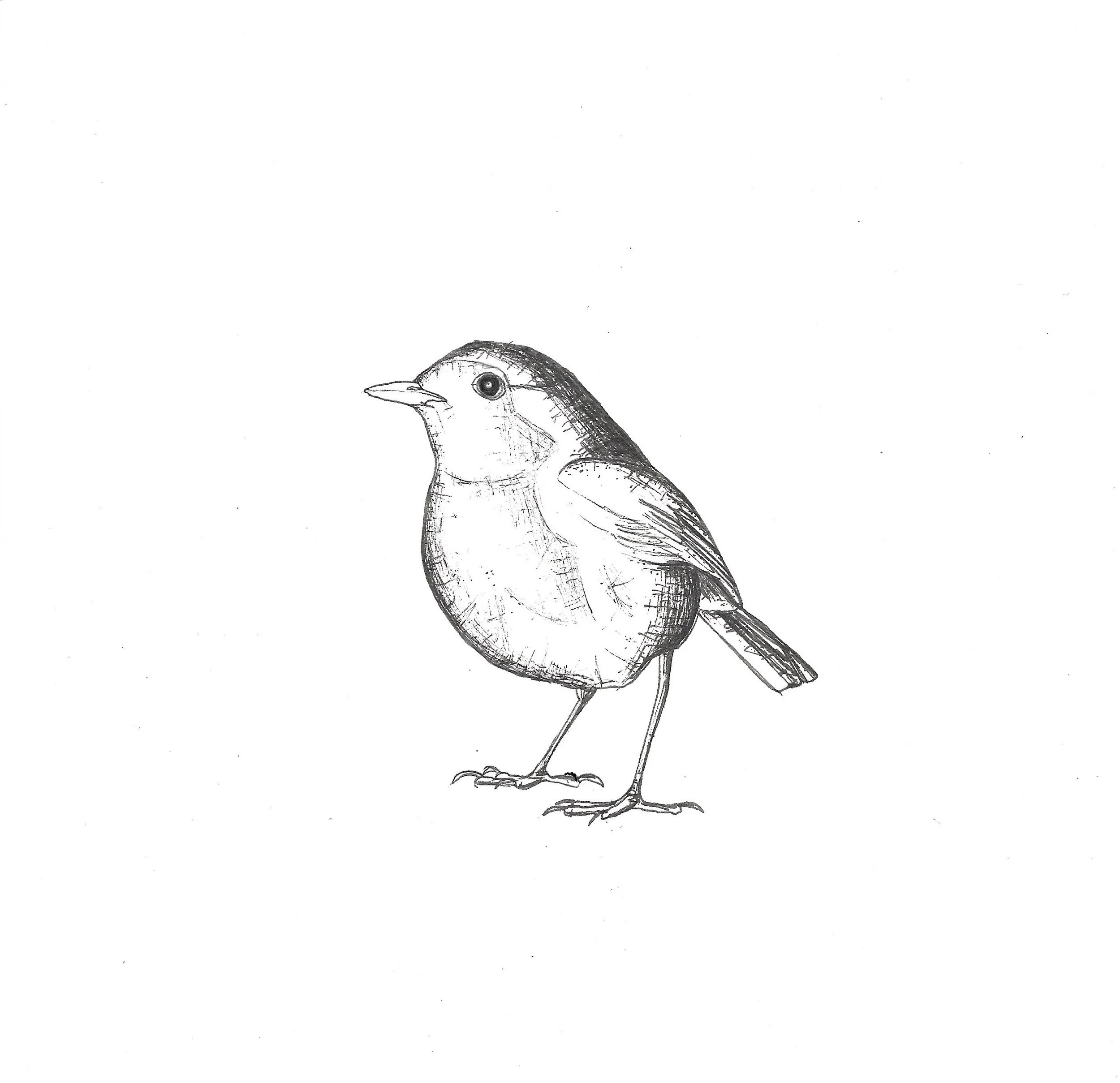 Rotkehlchen