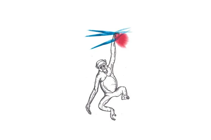 Bonobo