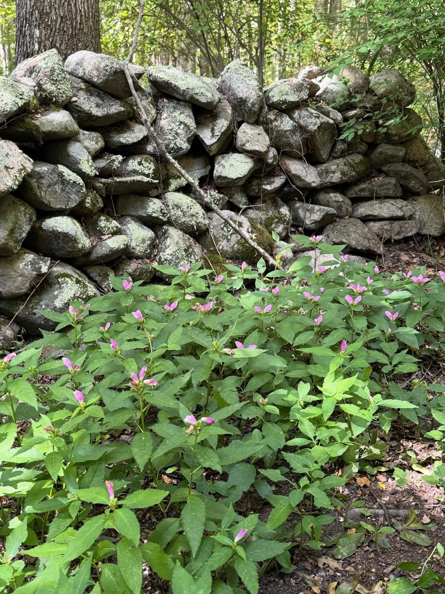 Just a few more photos while the warm weather continues.