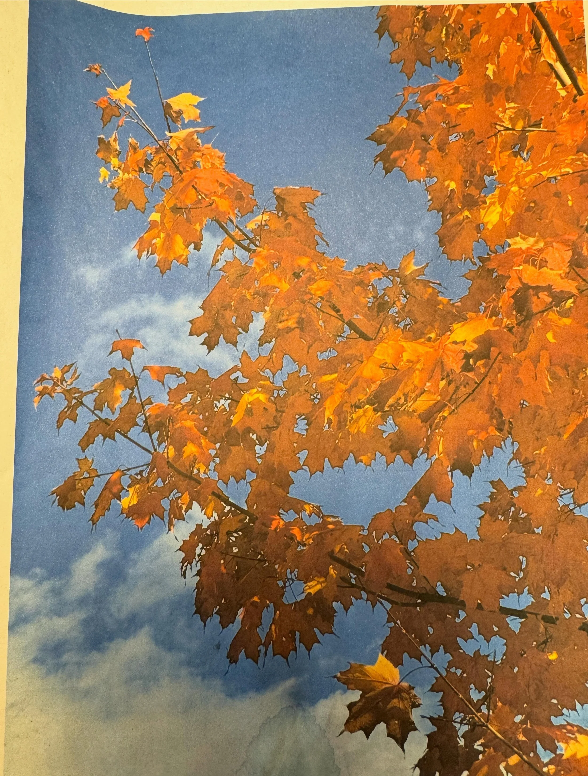 The latest addition to the Montreal series of water color paintings is appropriately entitled &ldquo;Canadian Colors&rdquo; and features maple trees in Parc Maisonneuve from this past fall season.