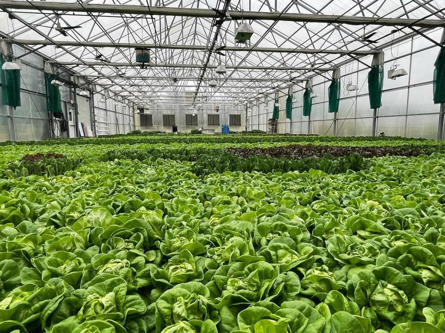 Waco Farms Hydroponic Sustainable Fresh Microgreens, Herbs