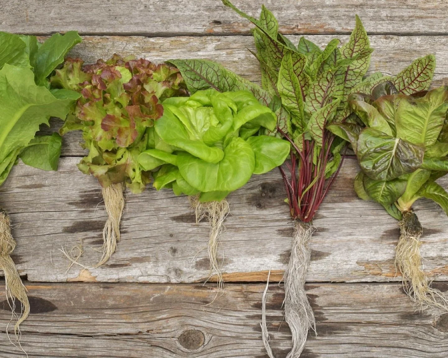 Waco Farms Hydroponic Sustainable Fresh Microgreens, Herbs
