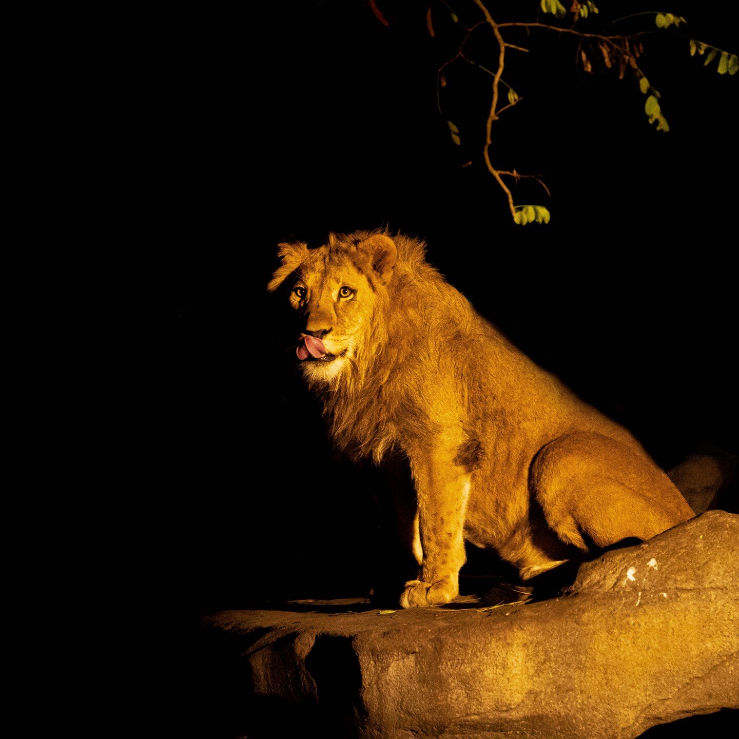 Canon Canon EOS 6D Mark II
ƒ/2,8
1/80
150 mm
ISO12800
|
|
|
|
|
|
#zoo #camera #dk #nature #photooftheday #photographer #picoftheday #instaboom #instagood #instaphoto #instapic #canon #eos #6dmark2 #danmark #denmark #raw #canonphotography #canon